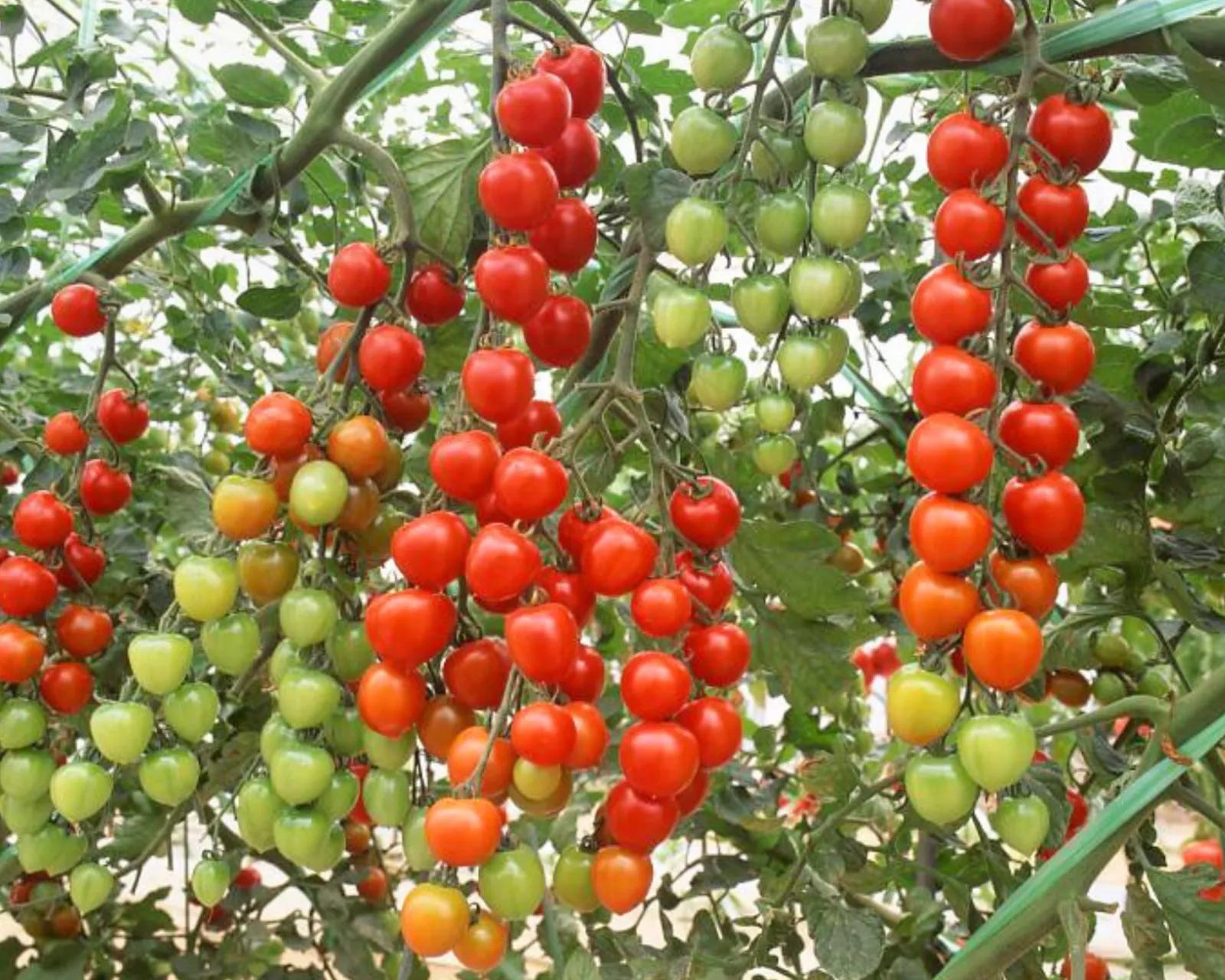 Suncherry Extra Sweet Tomatoes