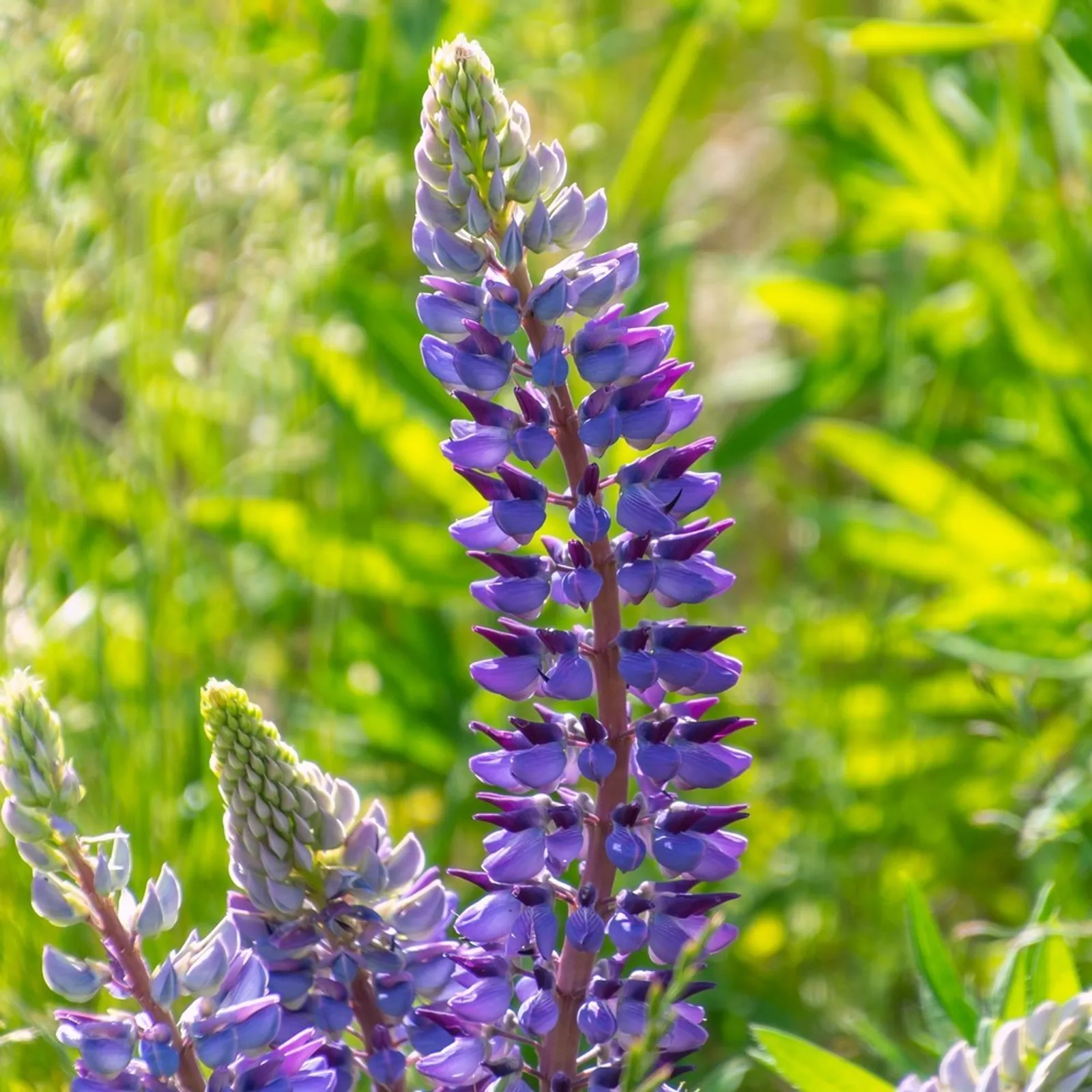 Sundial Bluebonnet Lupine