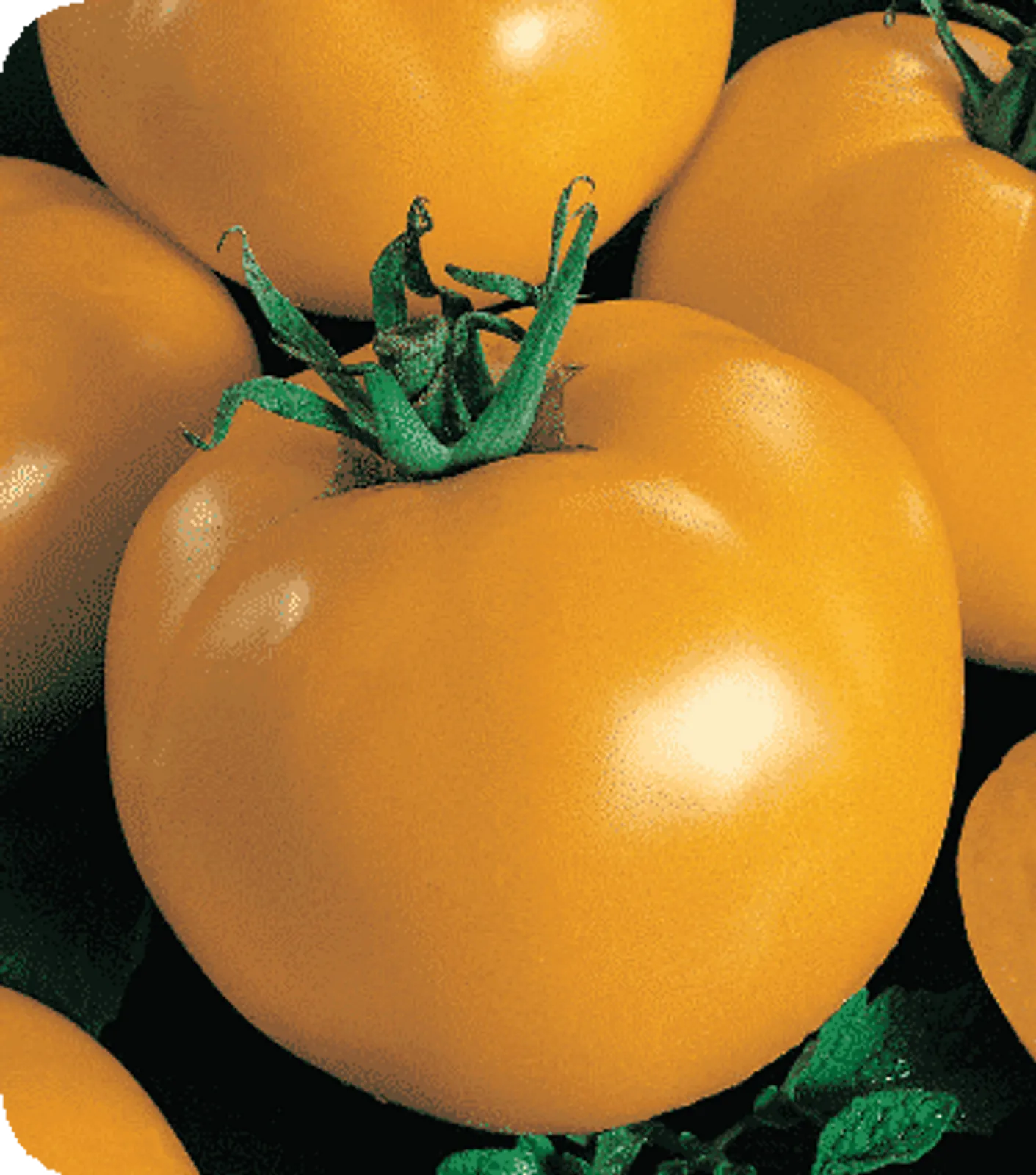 Sunny Blue Ribbon Tomatoes