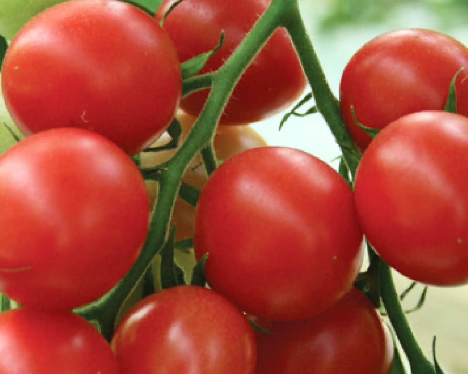 Sunpeach Tomatoes