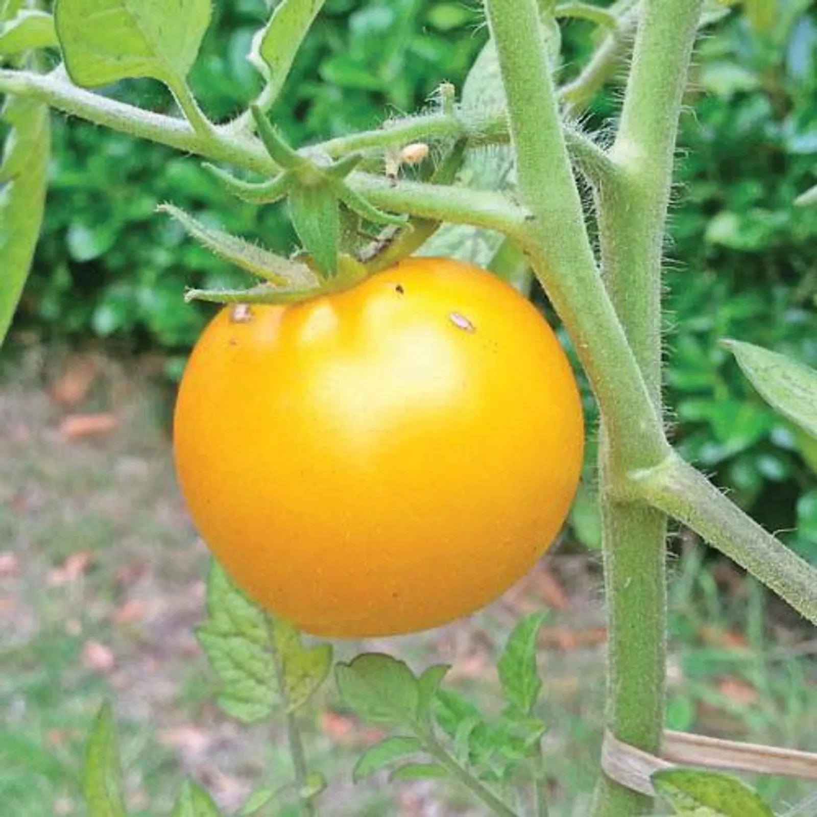 Sunray Tomatoes