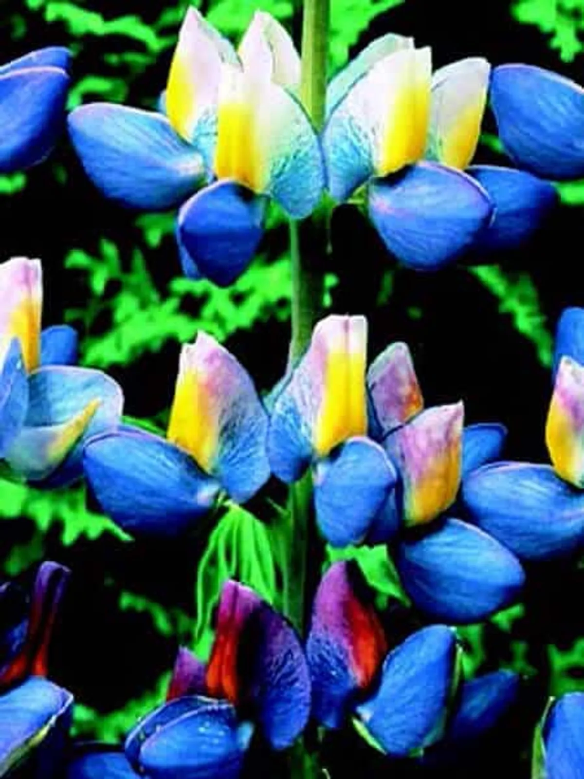 Sunrise Lupine