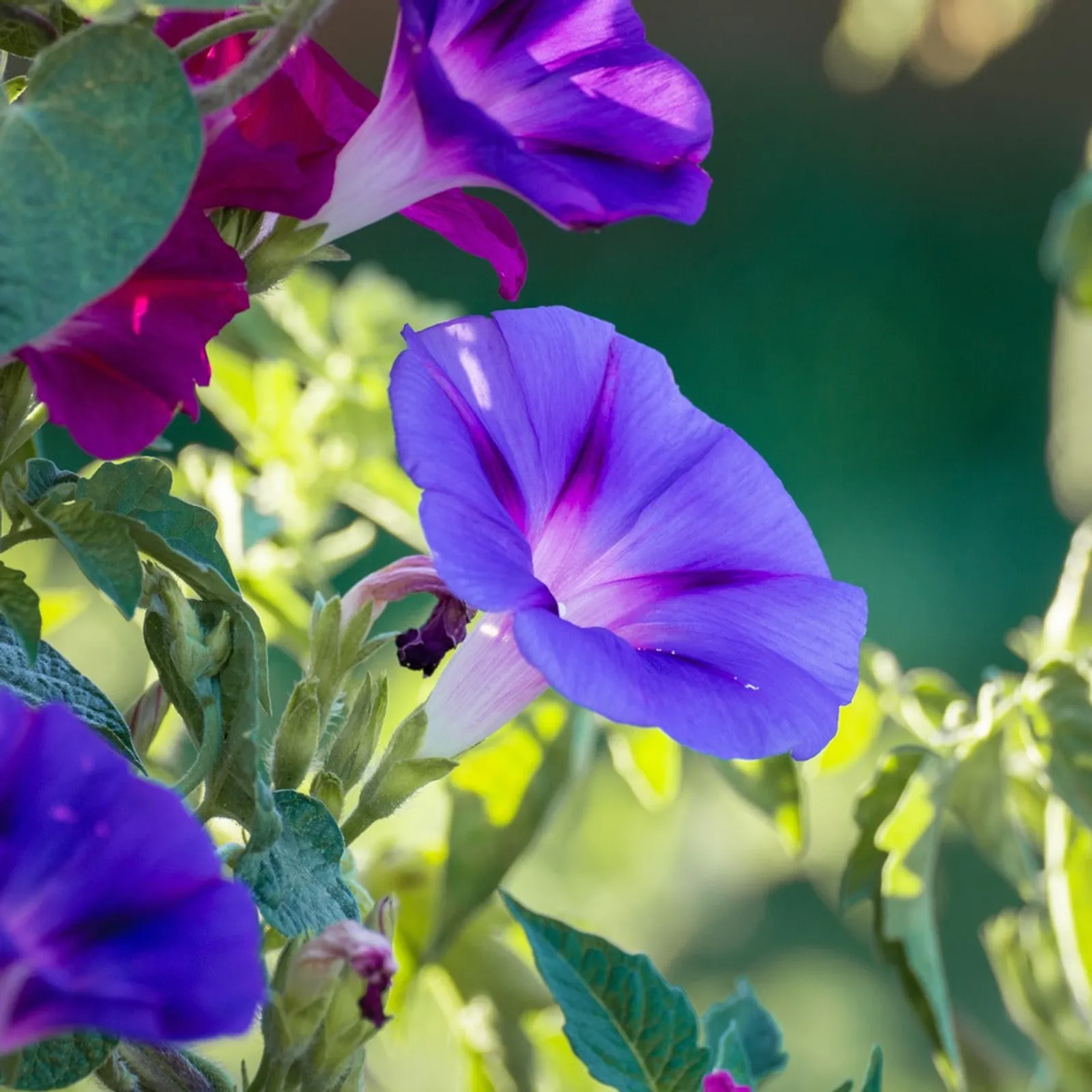 Sunrise Blend Morning Glory