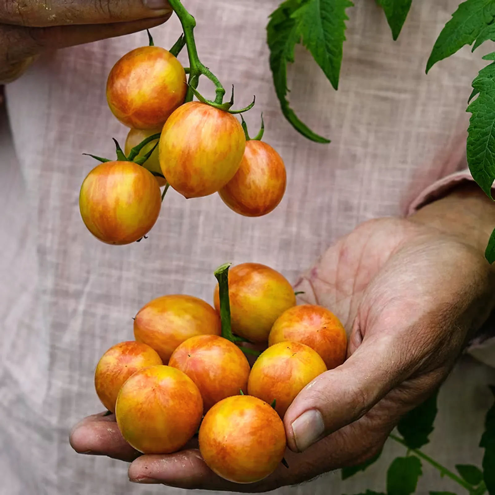 Sunrise Bumble Bee Tomatoes