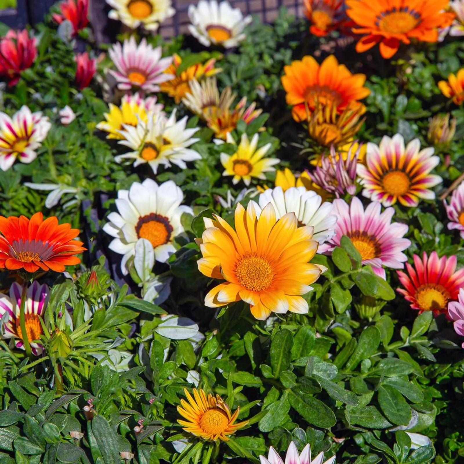 Sunshine Blend Gazania Zinnia