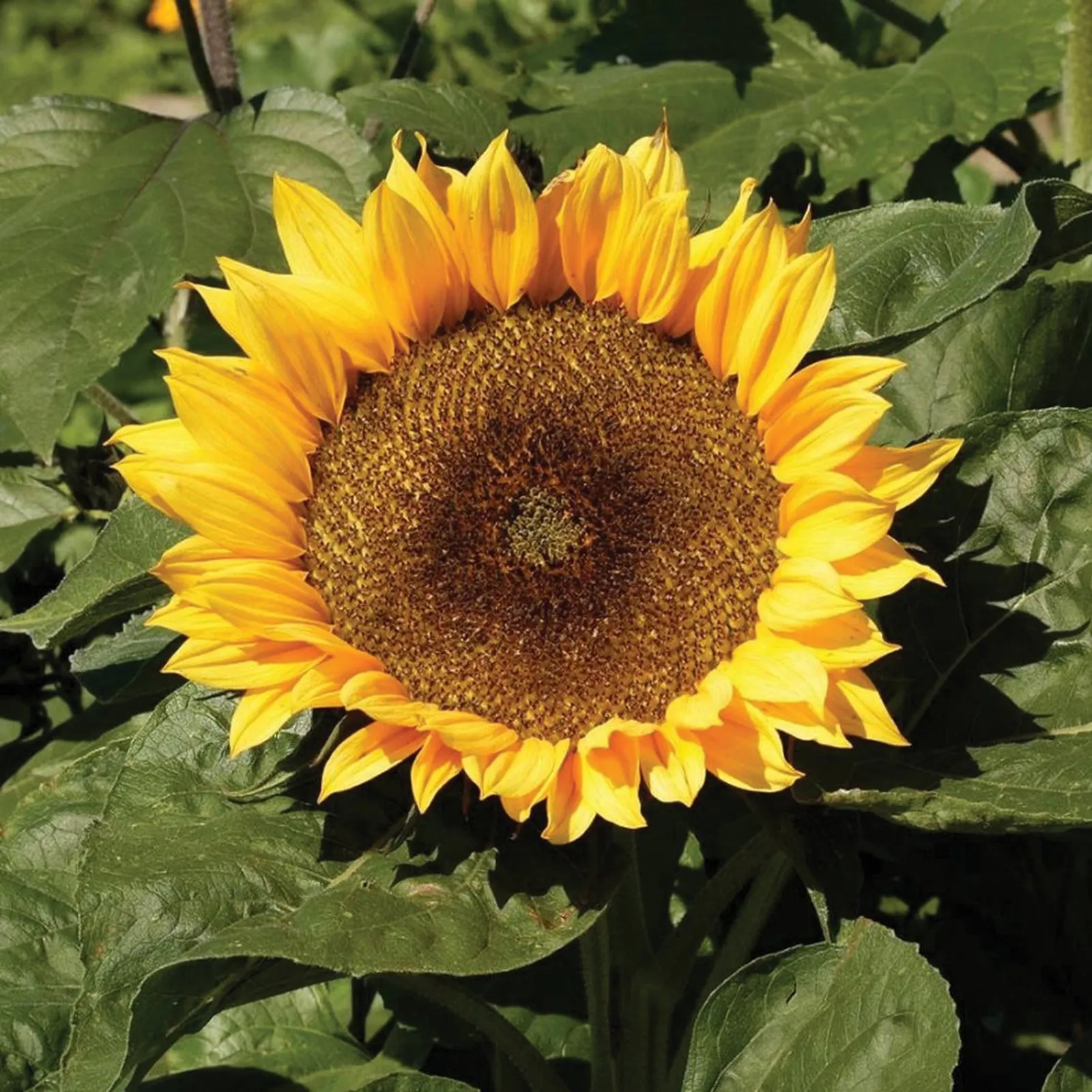 Dwarf Sunspot Sunflower