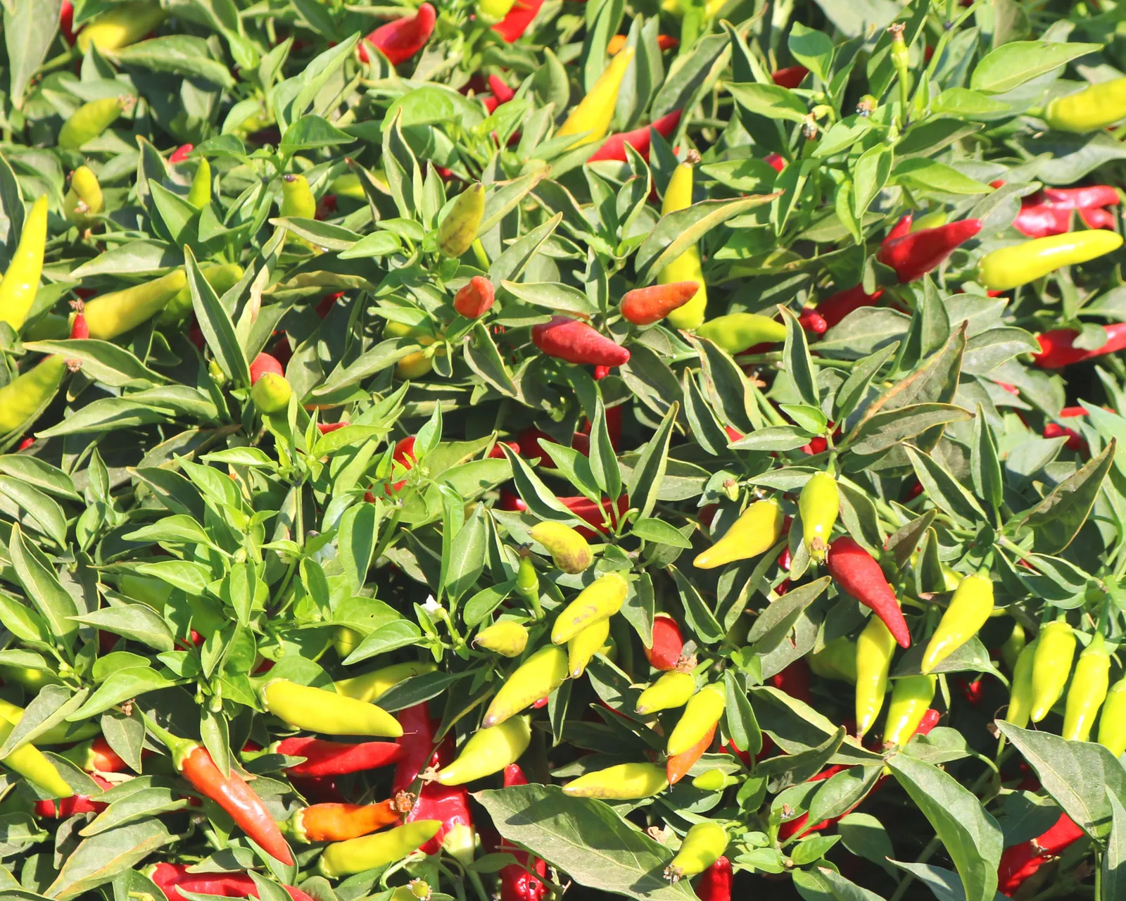Super Chili Peppers