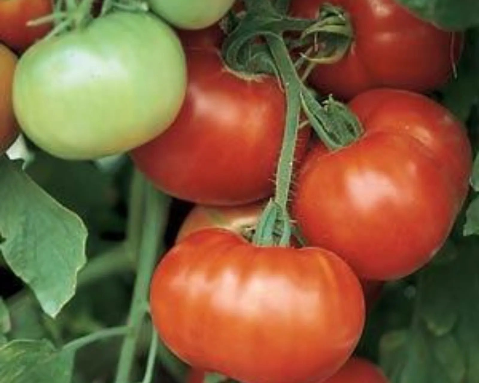 Super Fantastic Tomatoes