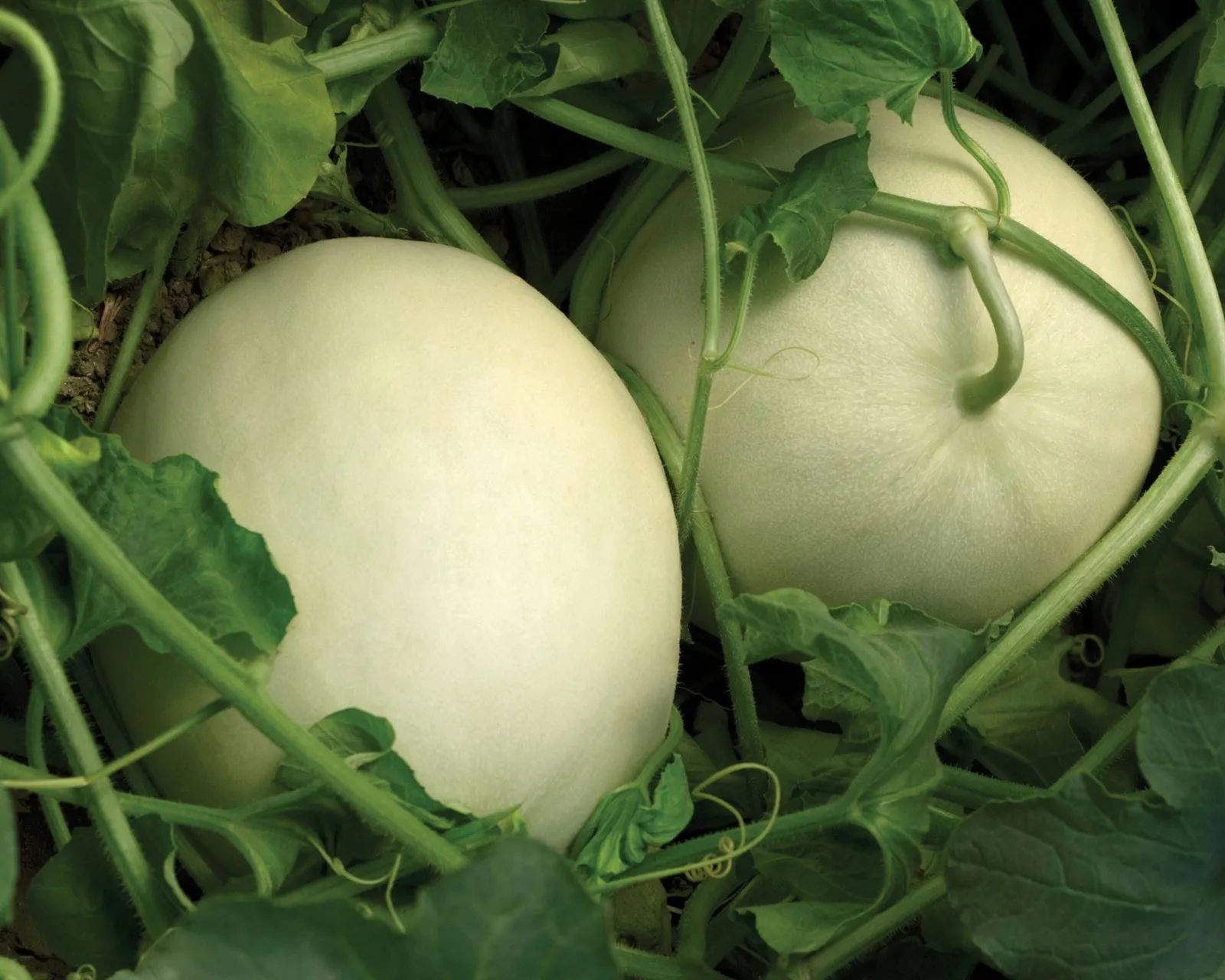 Super Nectar Hybrid Melon Honeydew