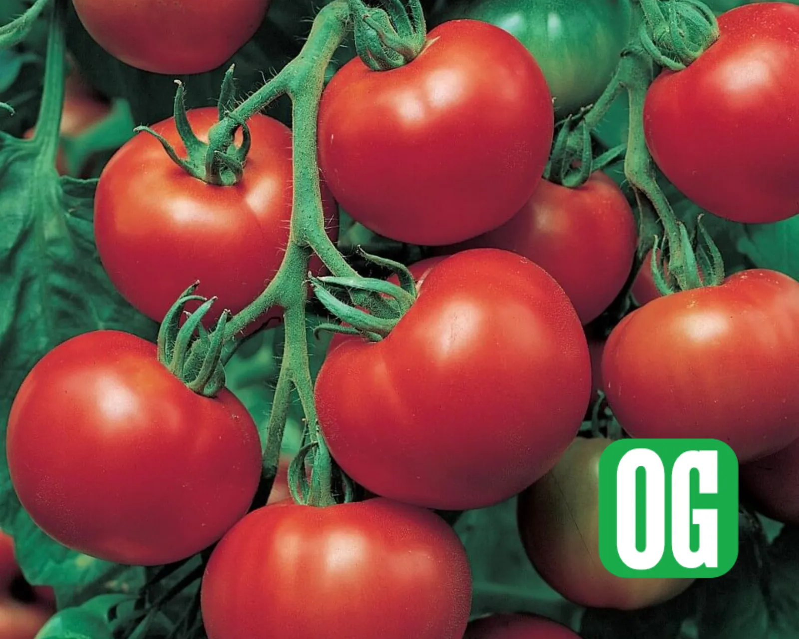 Super Sioux Tomatoes