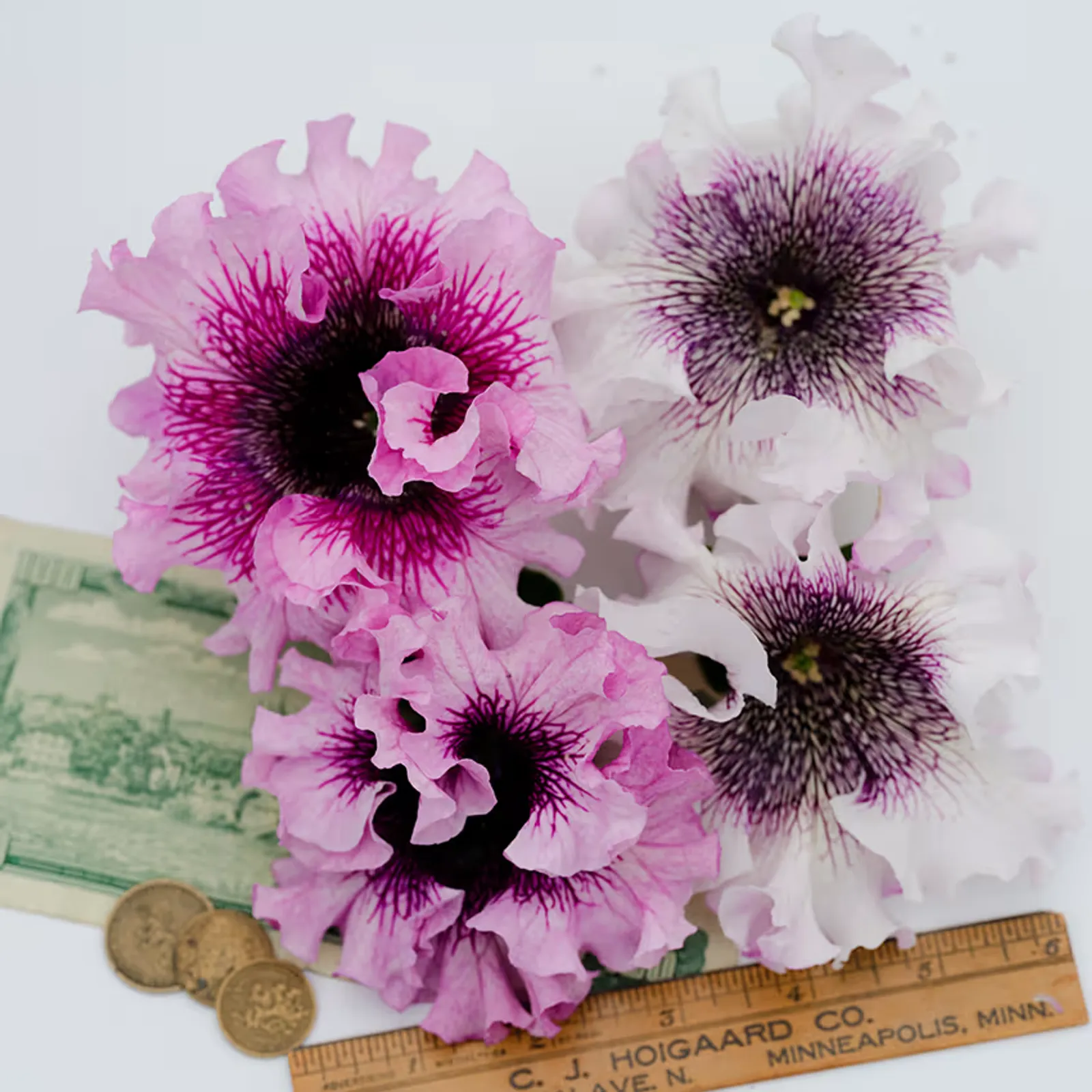 Superbissima Cerny's Triumph Mix Petunia