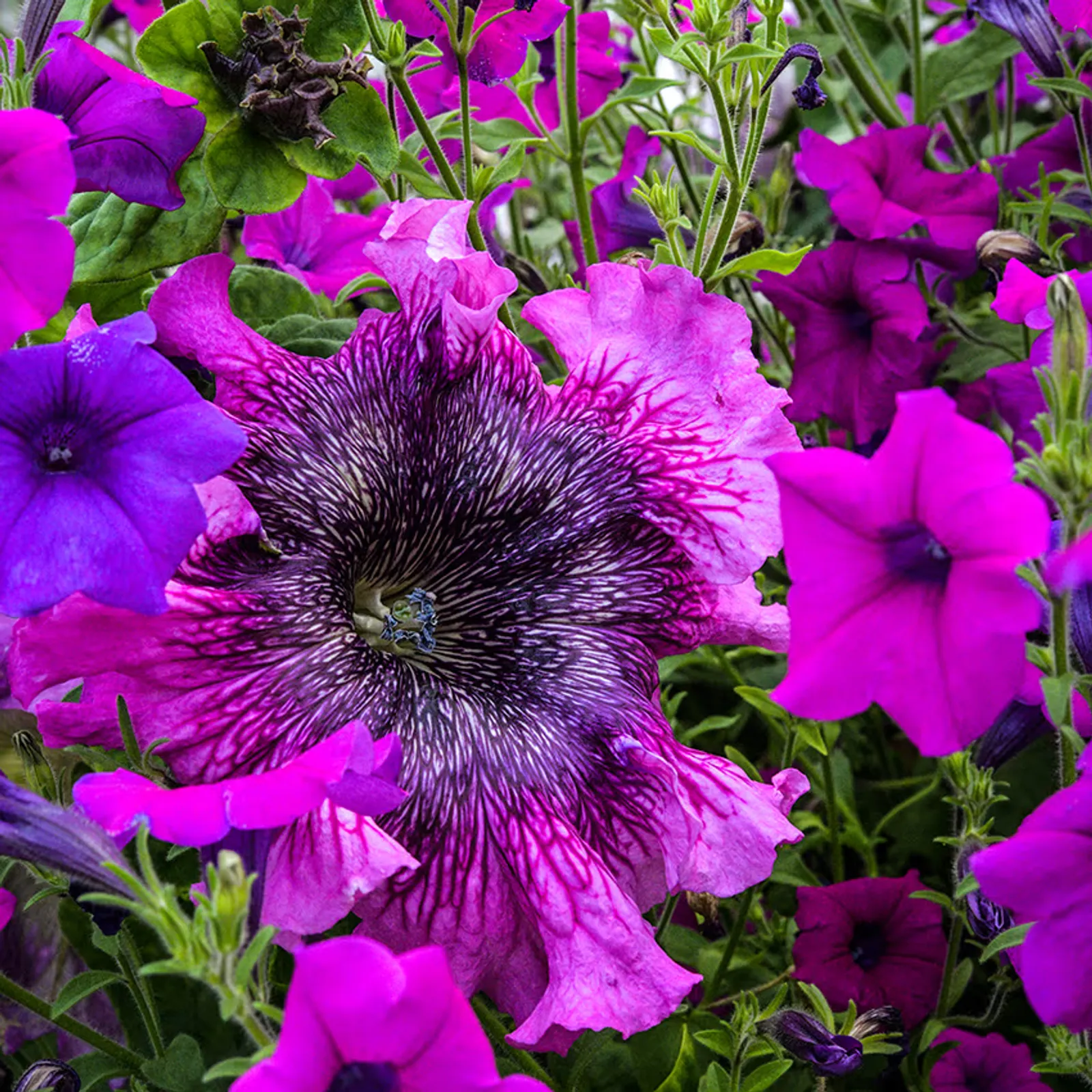 Superbissima Cosmic Cherry Petunia