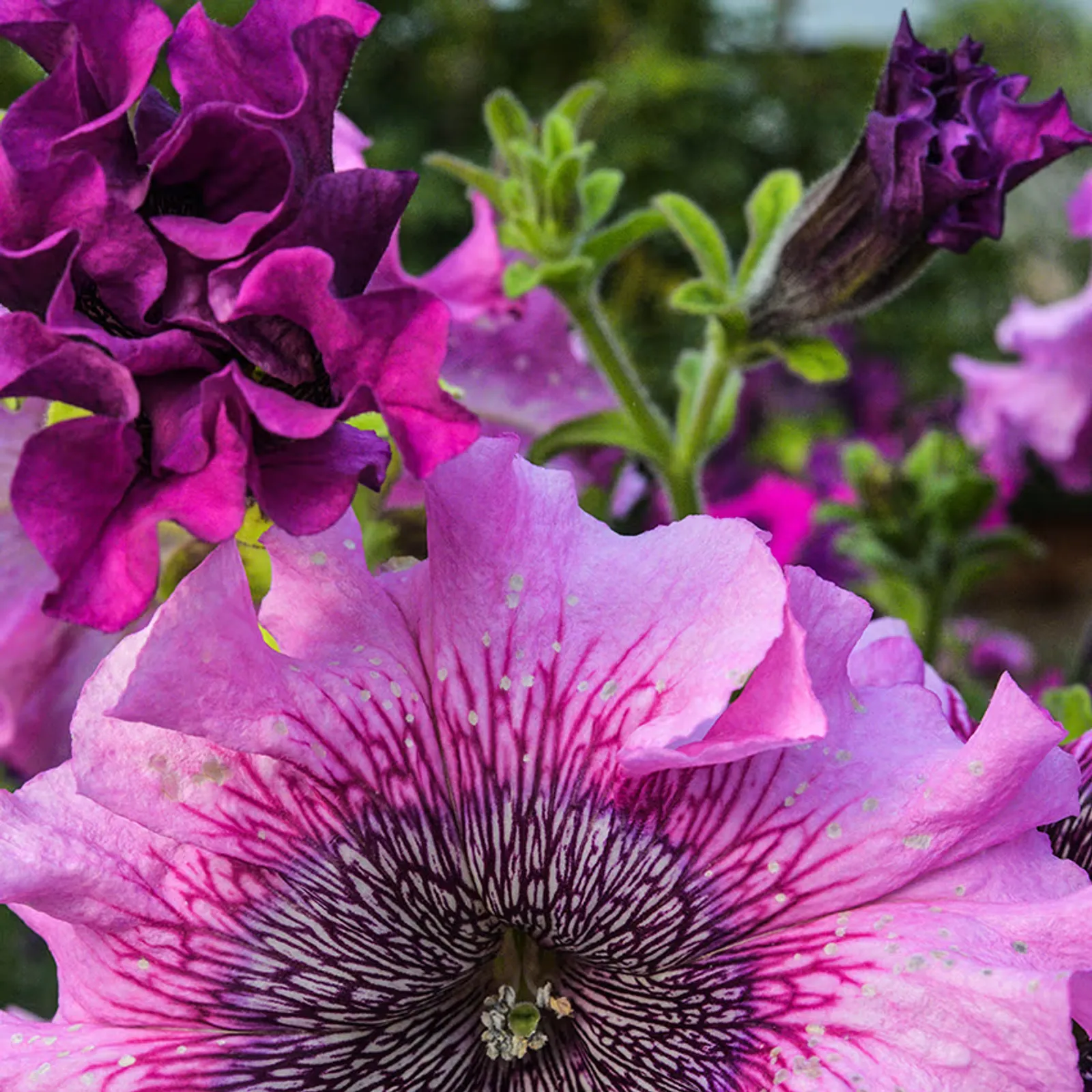 Superbissima Giant Rose Petunia