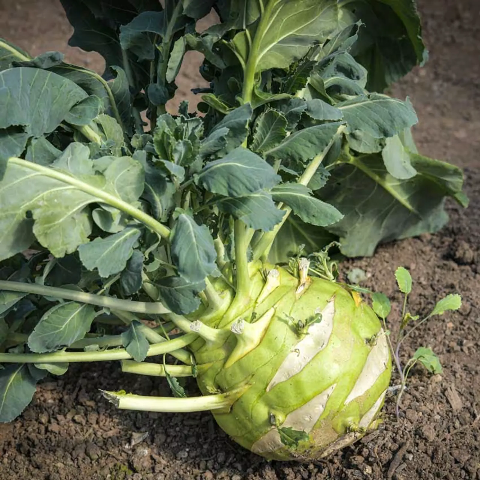 Superschmelz or Giant White Kohlrabi