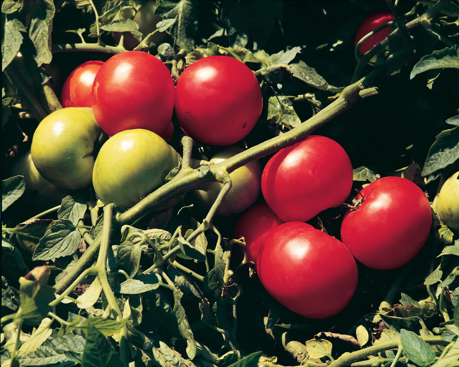 Supersonic Tomatoes
