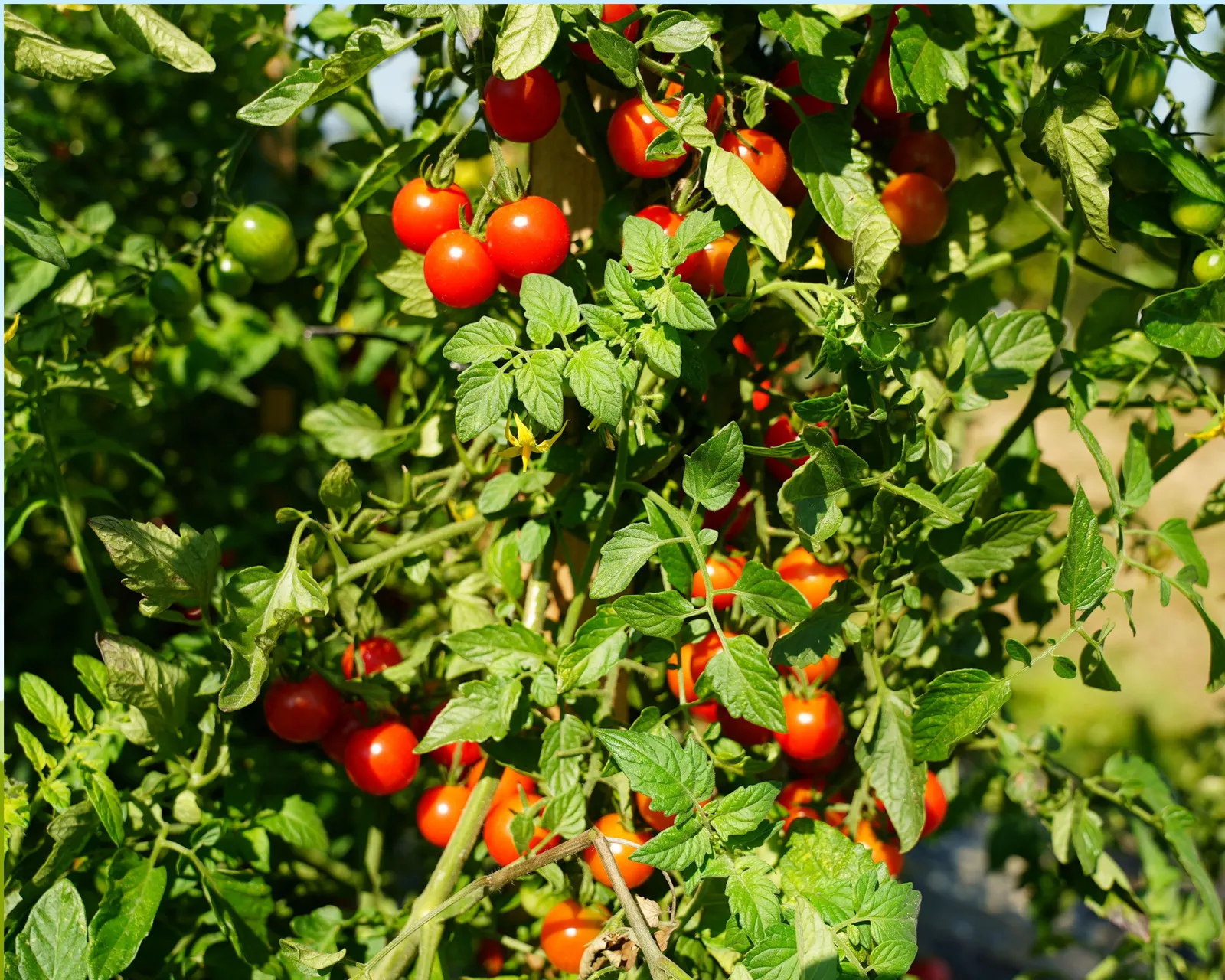Super Sweet 100 Tomatoes