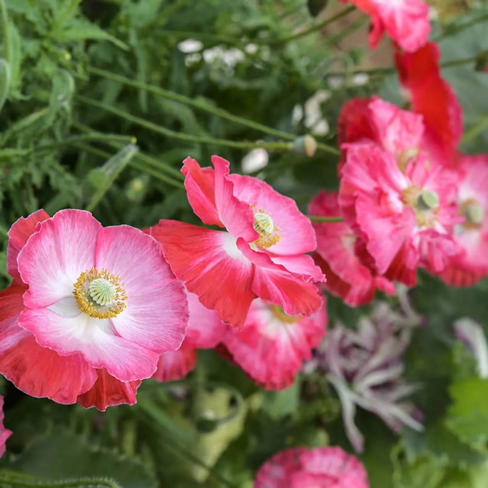 Supreme Poppies