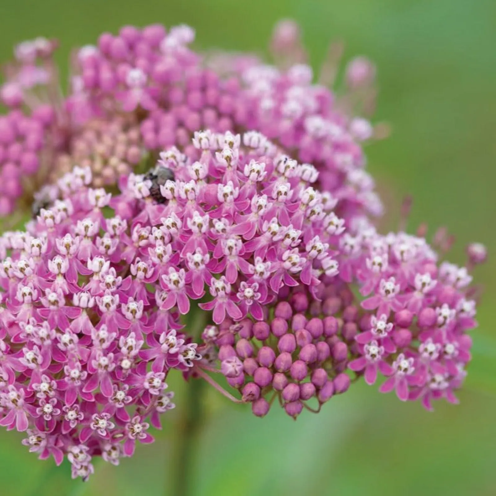Common/Swamp Milkweed