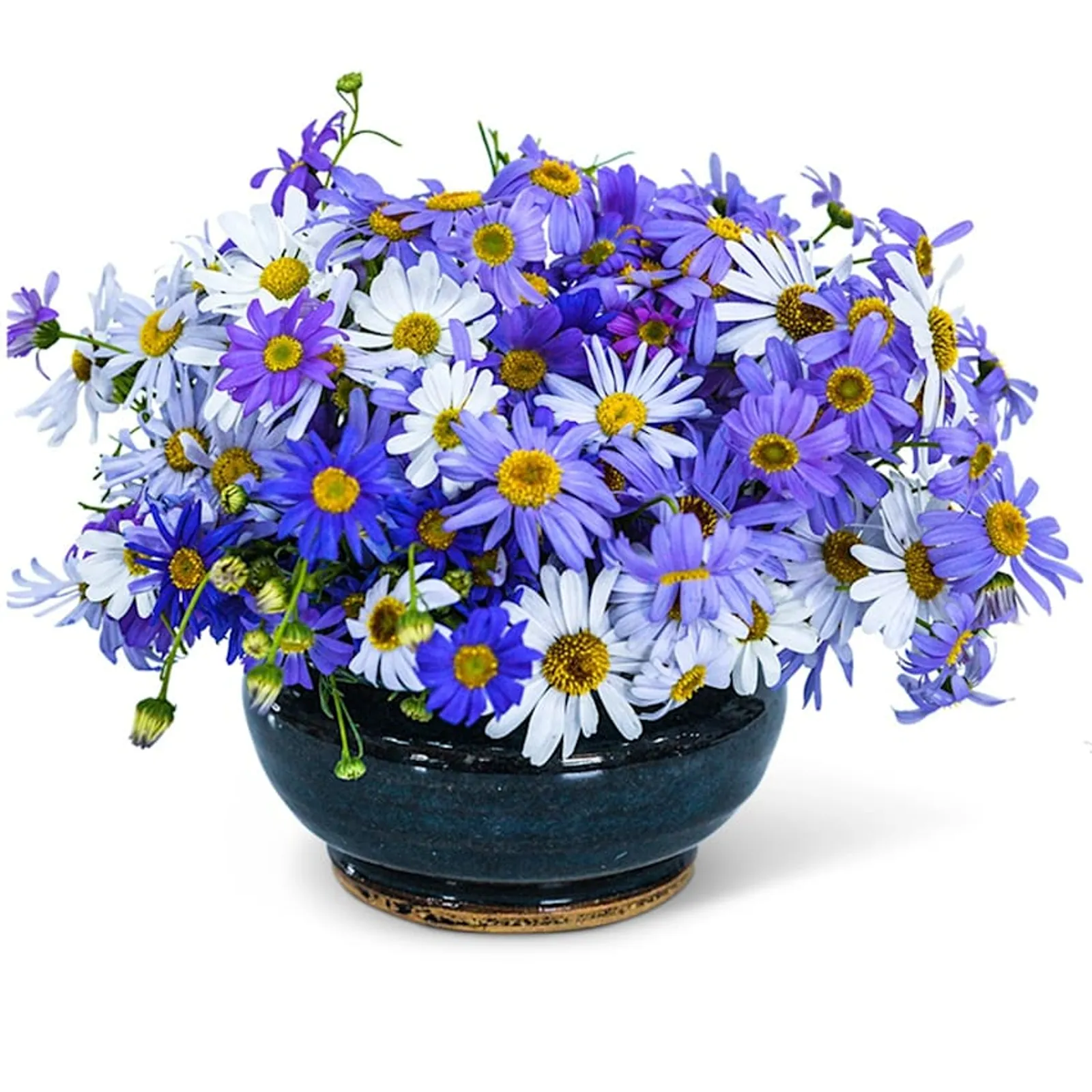 Swan River Mix Daisy
