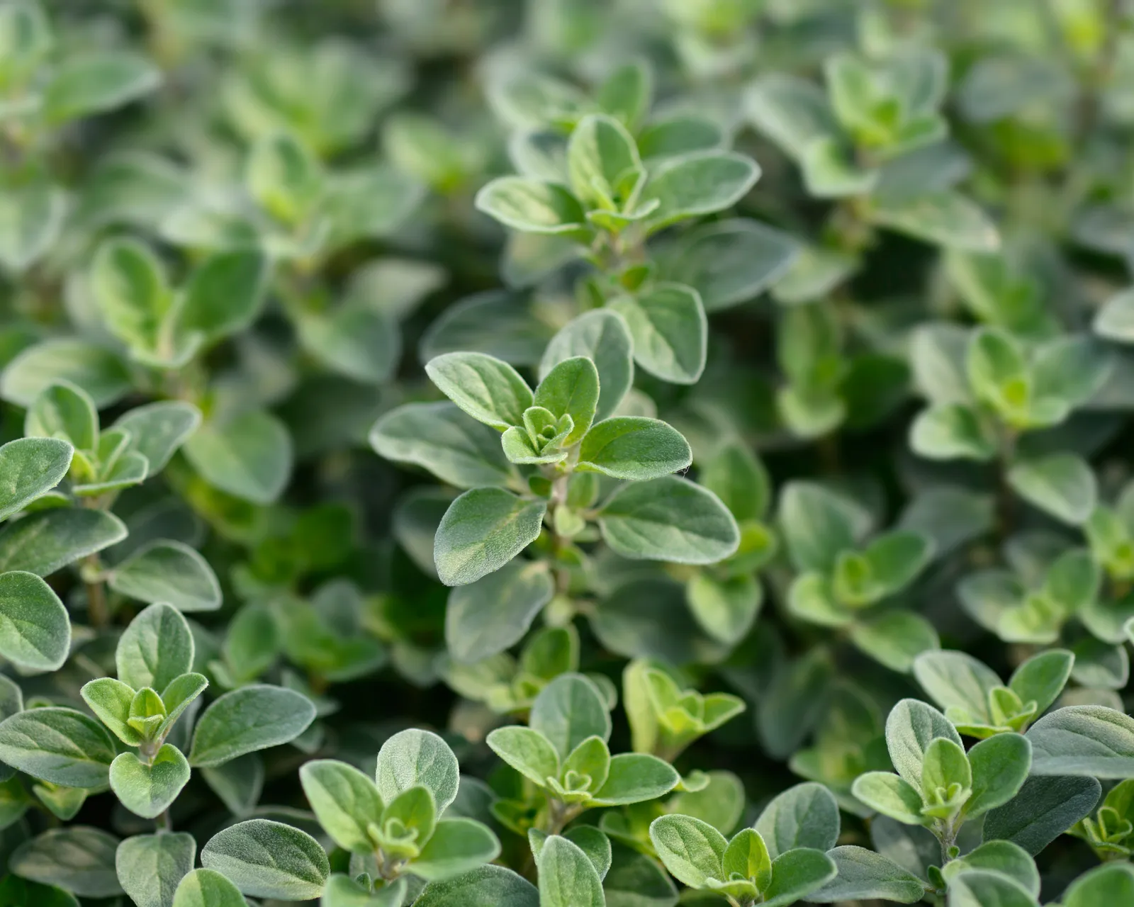 Sweet Marjoram