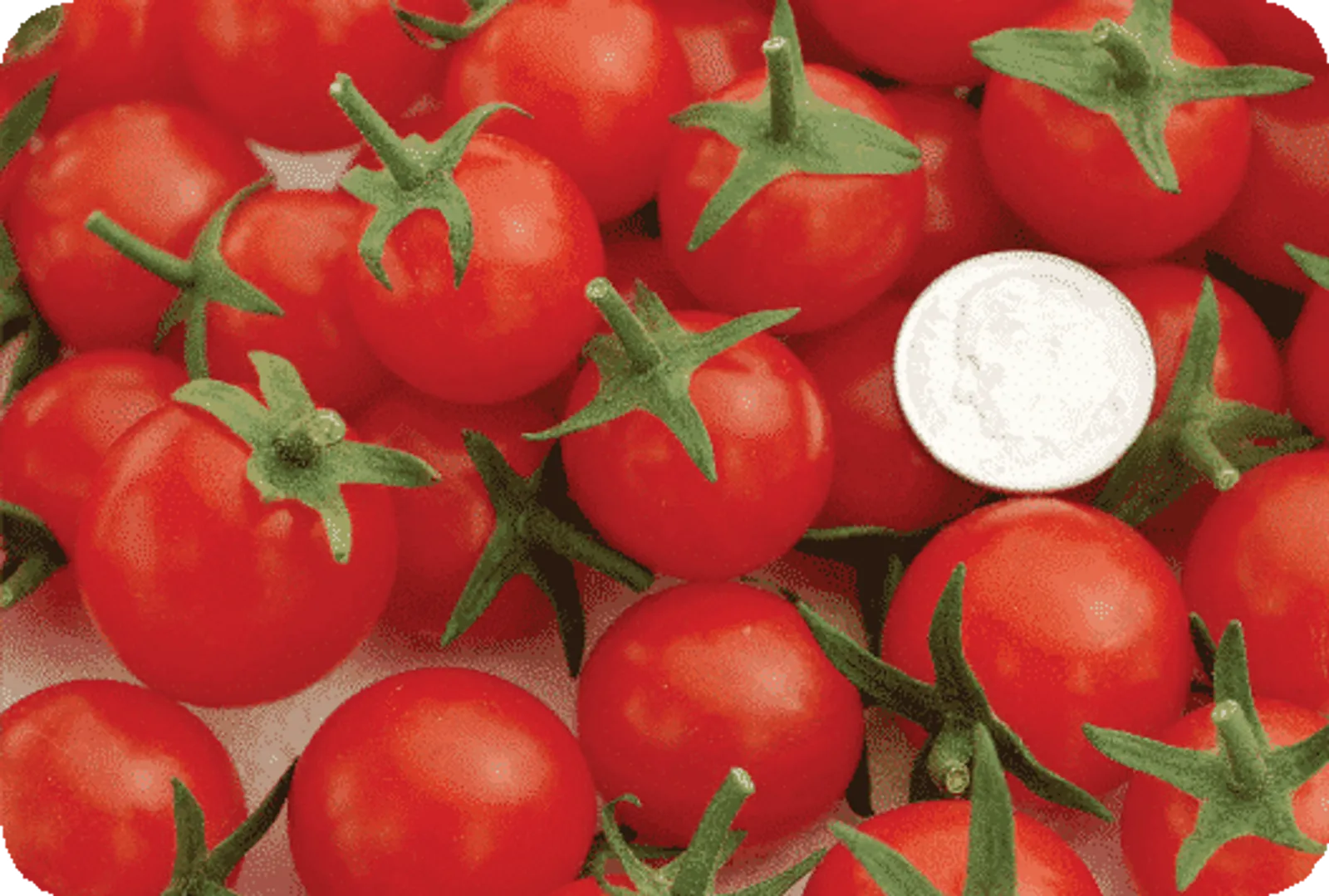 Sweet Aperitif Tomatoes