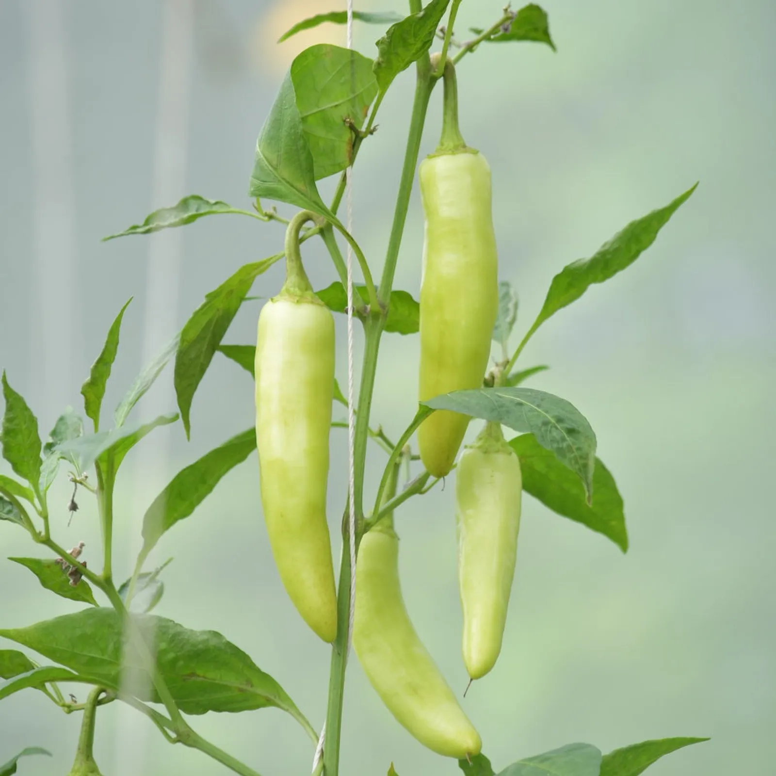 Banana Peppers