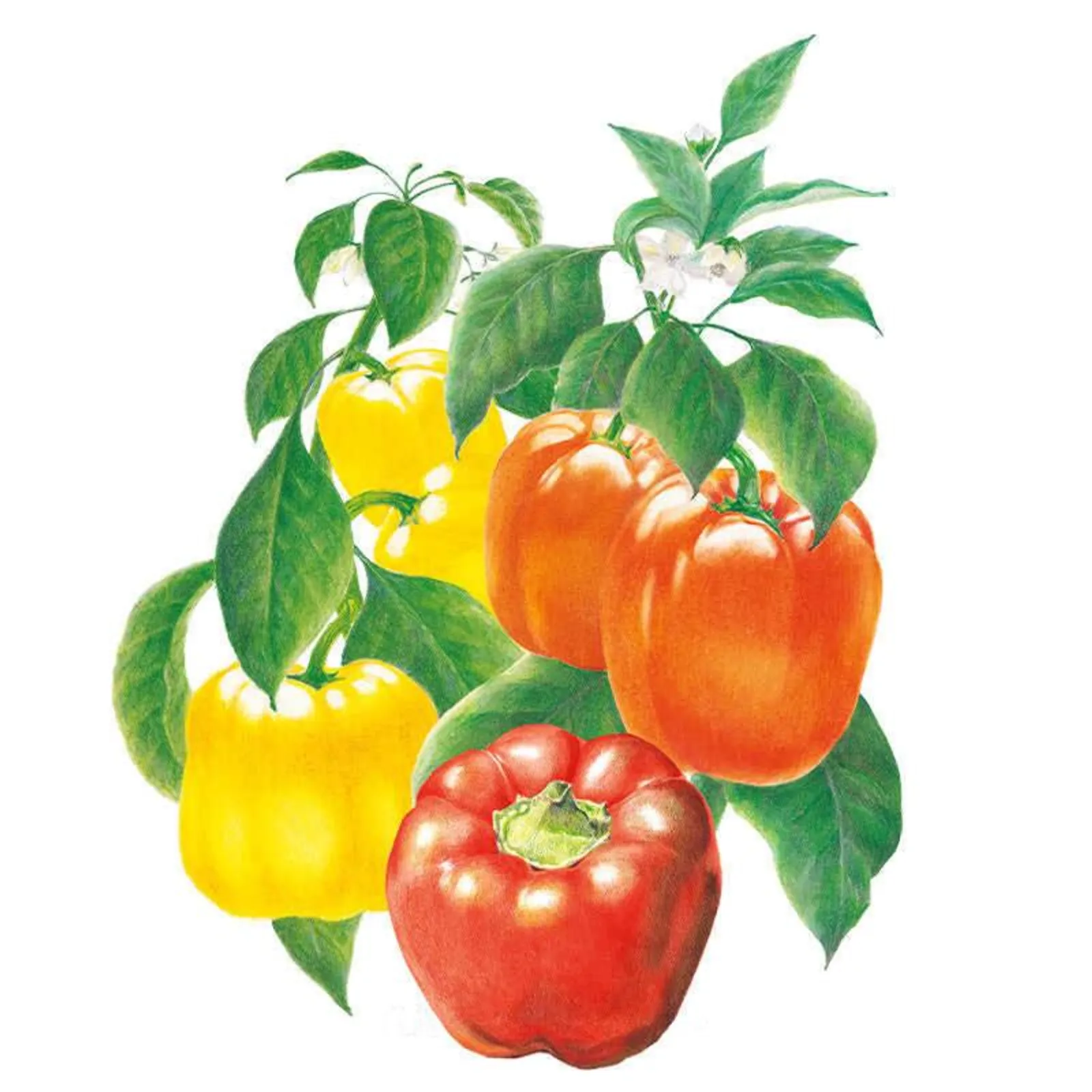 Sweet Bell Blend Peppers