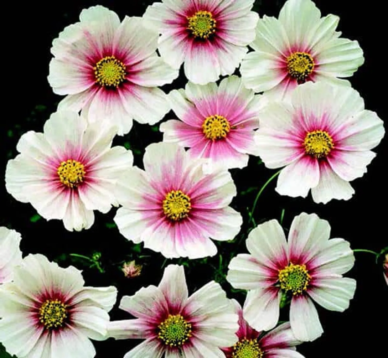 Sweet Dreams Cosmos