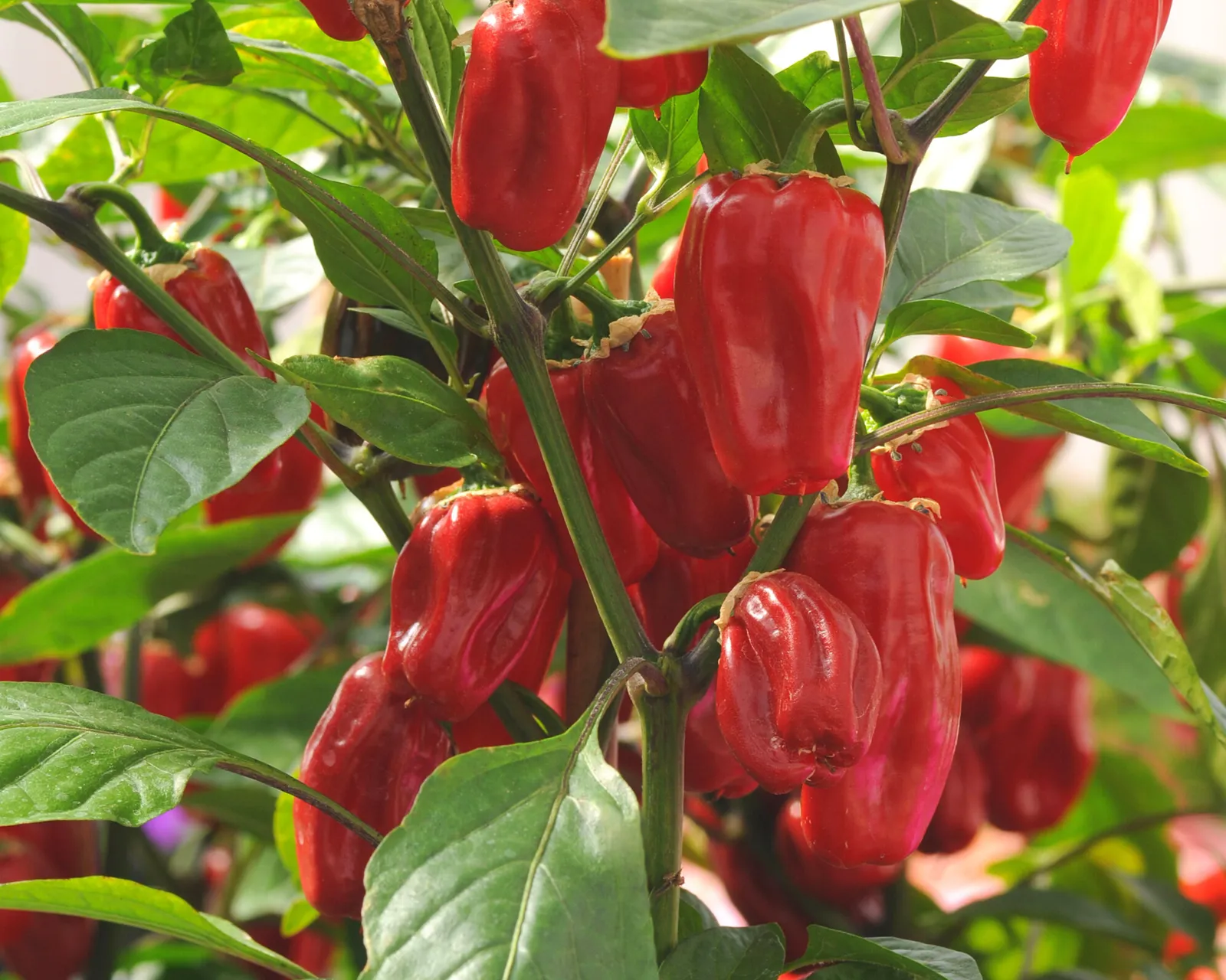 Sweet Heat Hybrid Bell Peppers