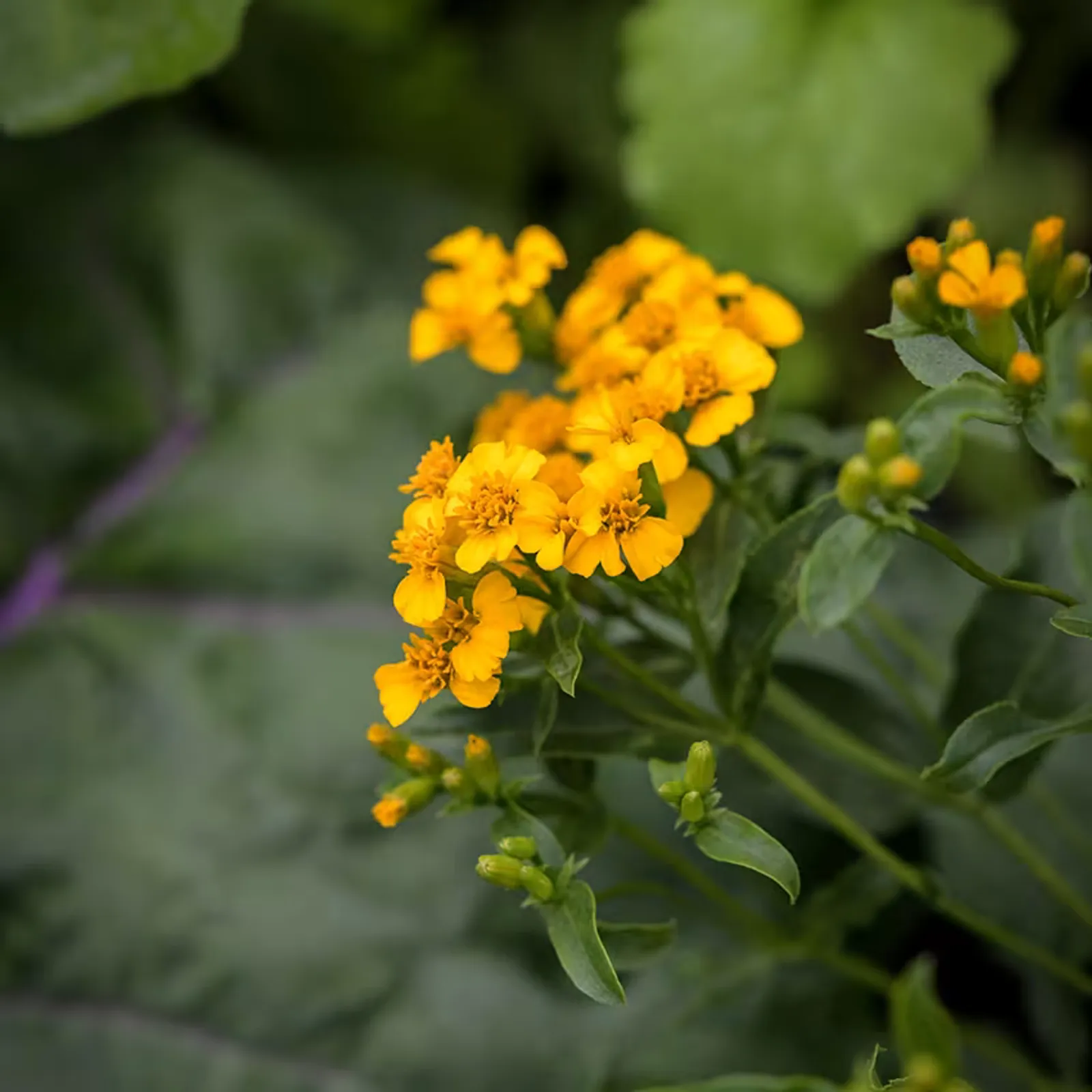 Sweet Mace Marigold