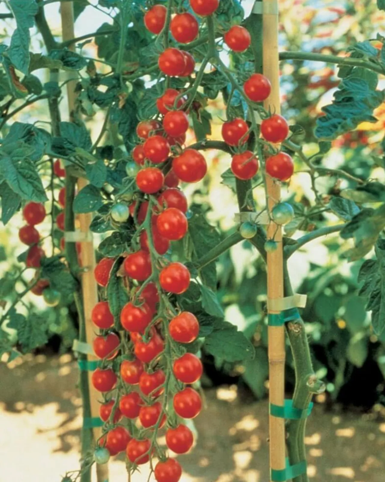 Sweet Million Tomatoes