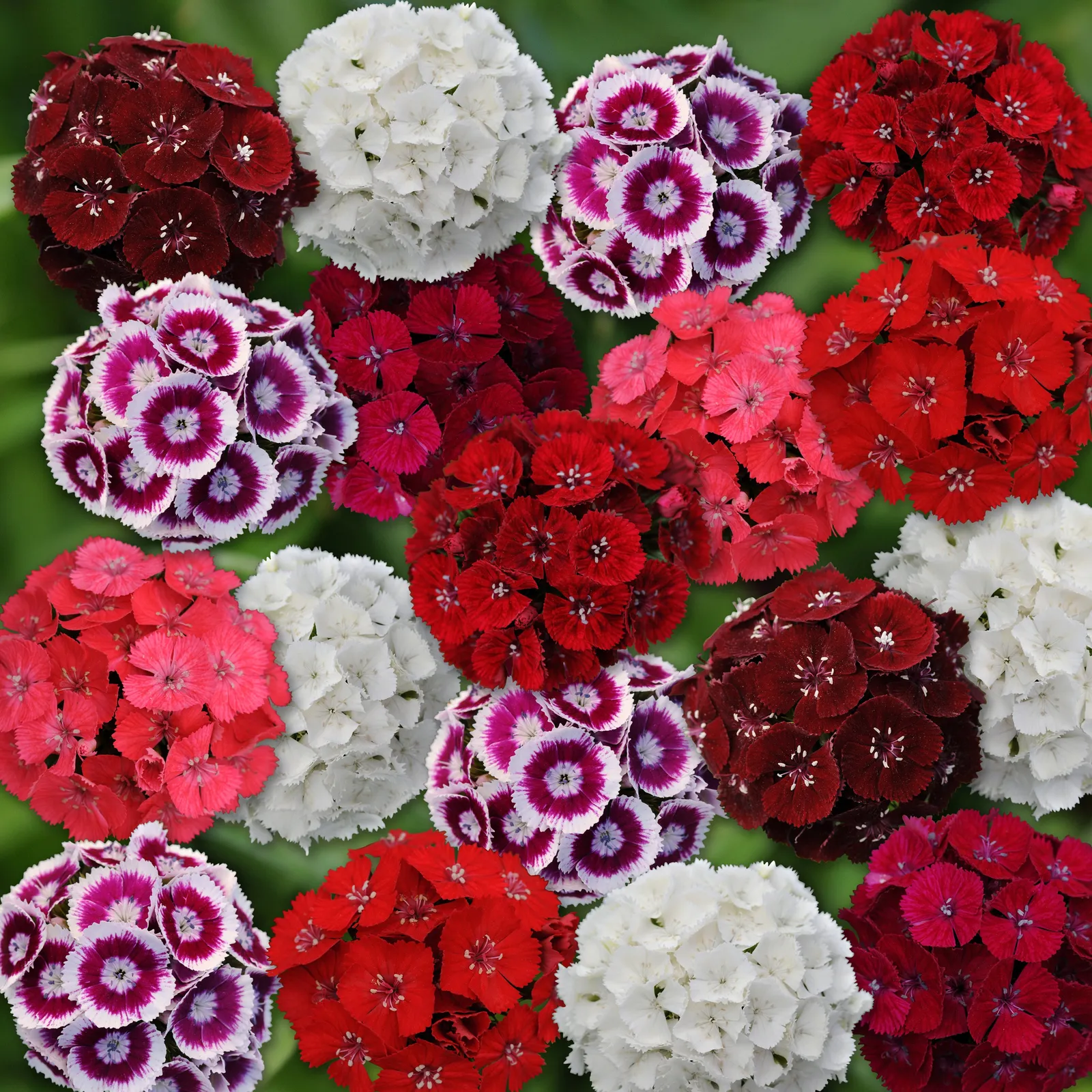 Sweet Mix Dianthus