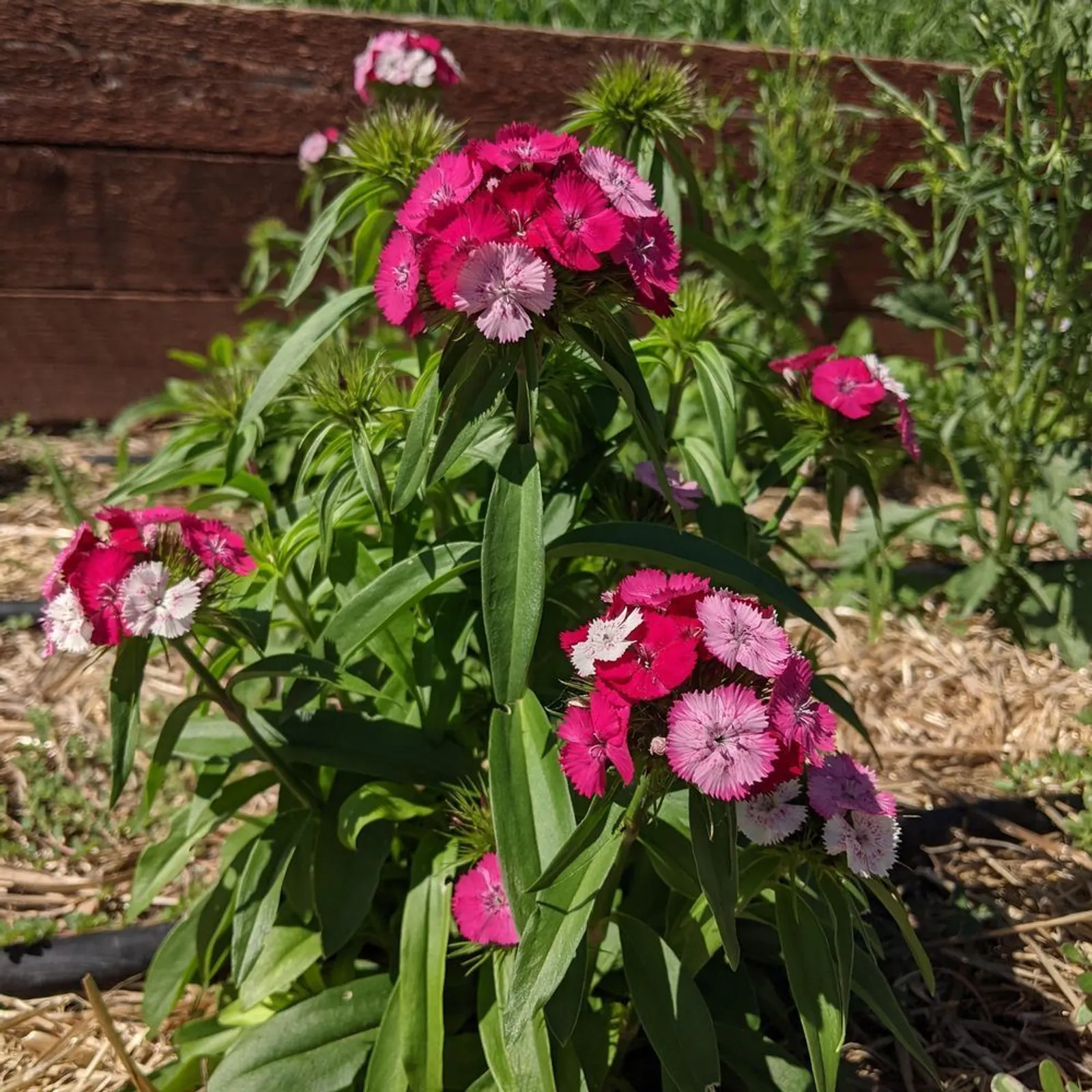 Sweet Rose Magic Sweet William Dianthus