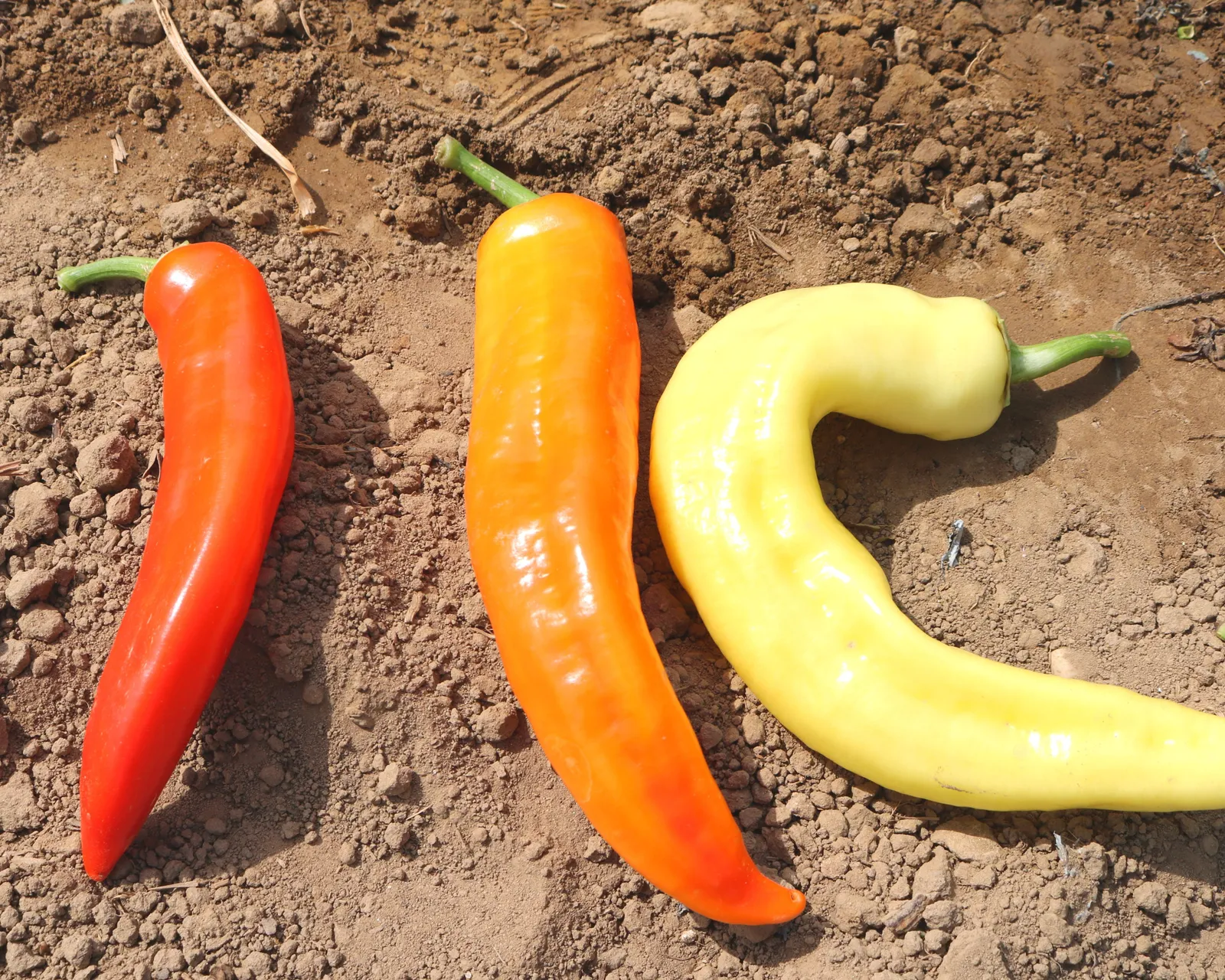 Sweet Sunset Peppers
