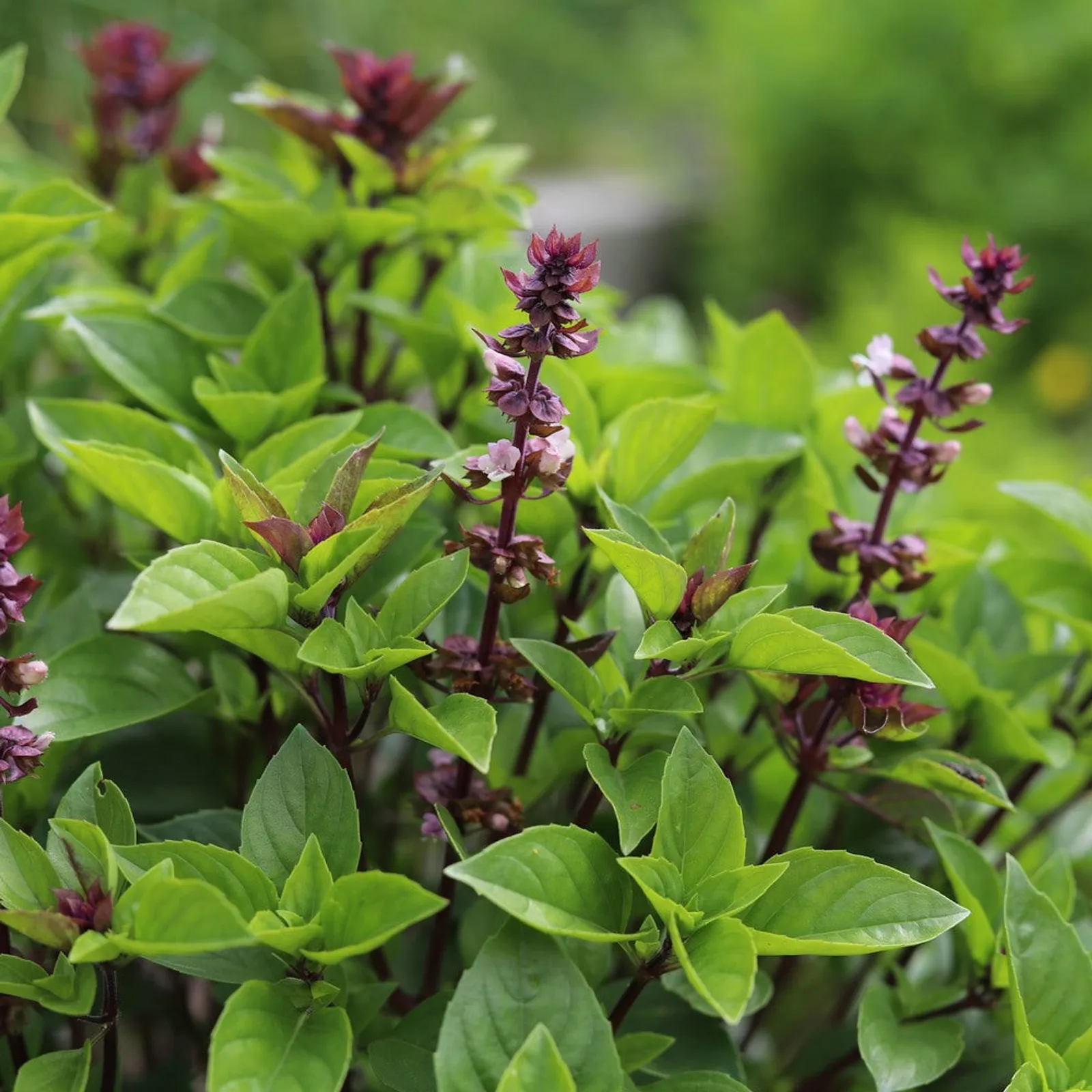 Sweet Basil