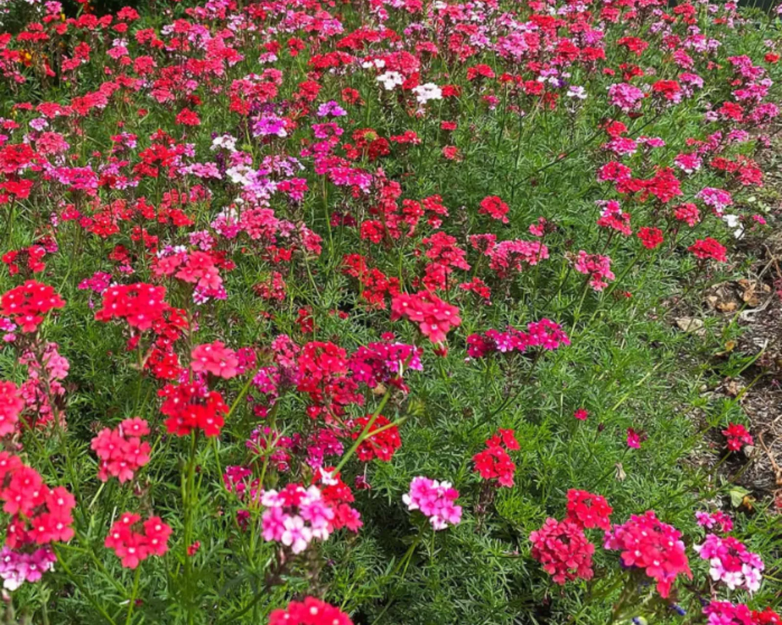 Sweetheart Kisses Verbena Petunia