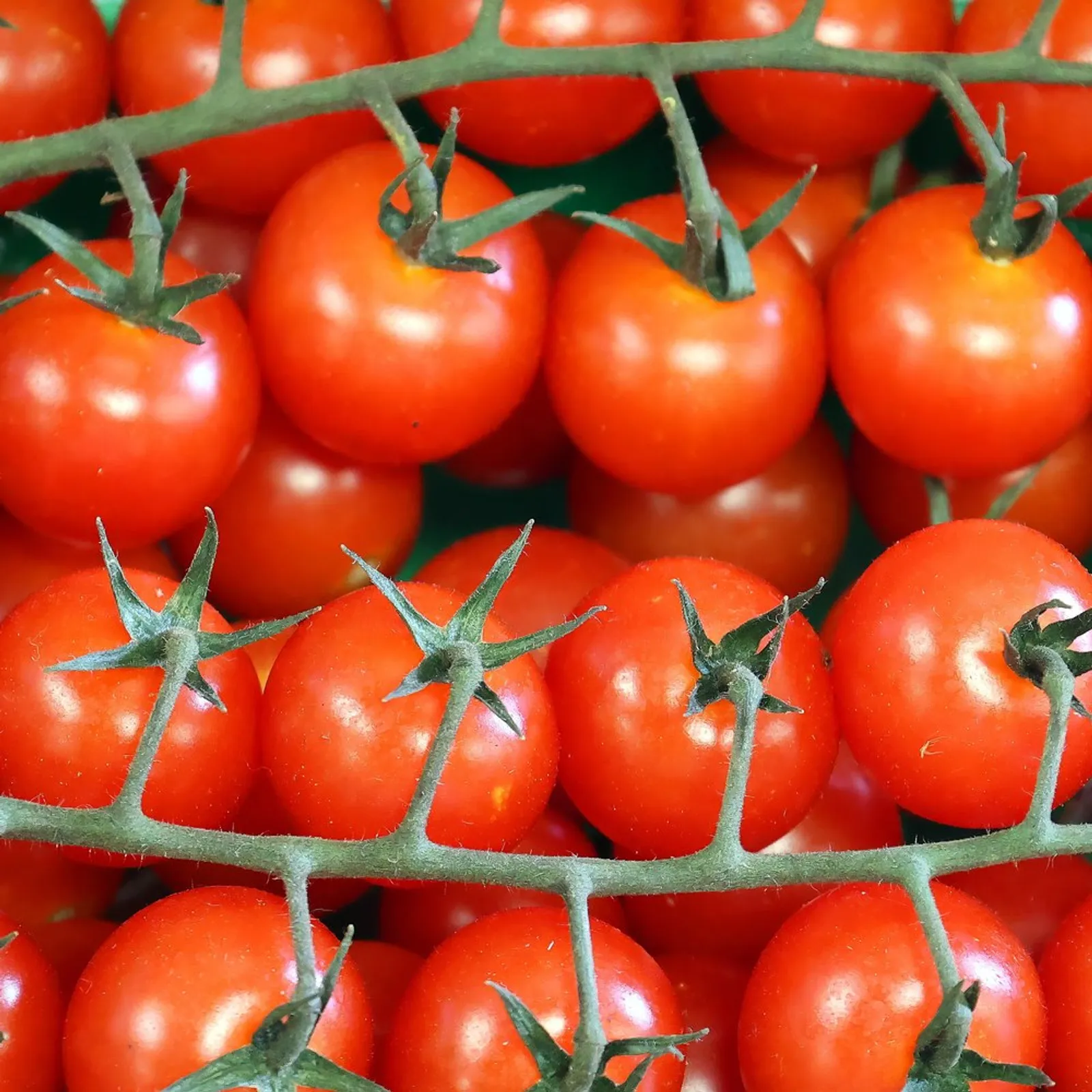 Sweetie Tomatoes