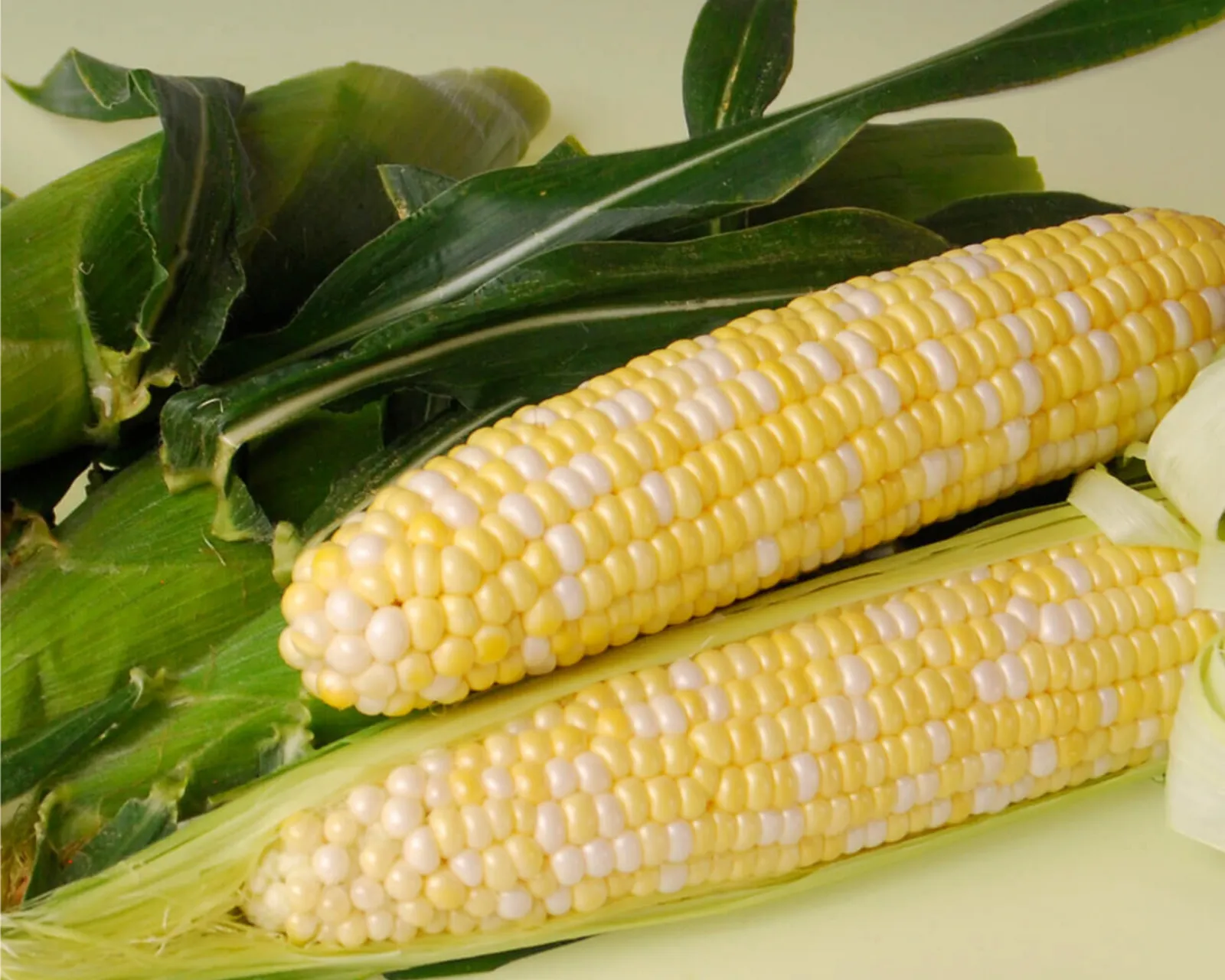Sweetness Corn