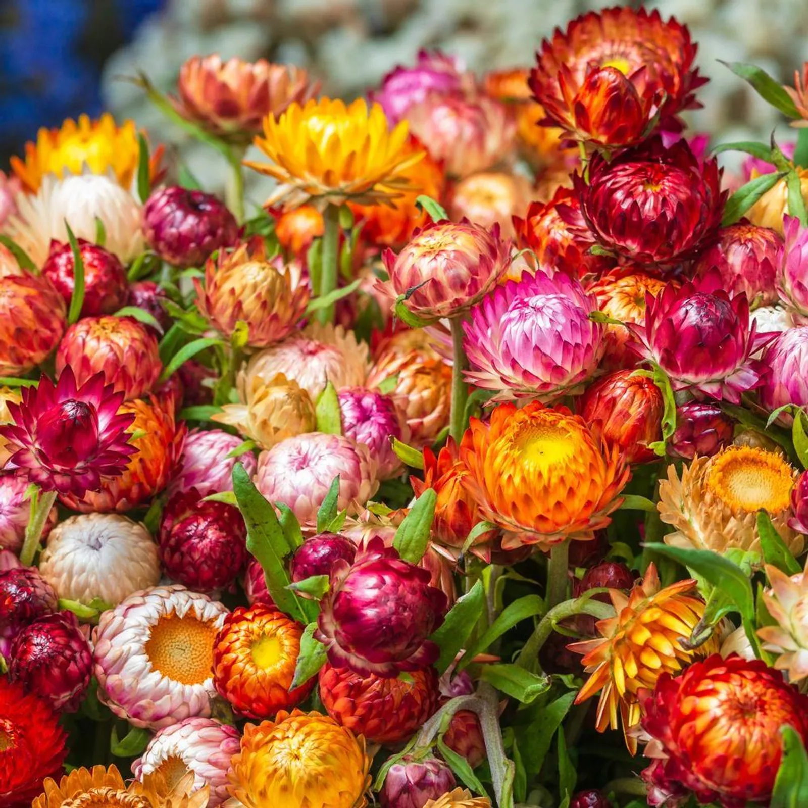 Swiss Giants Blend Strawflower