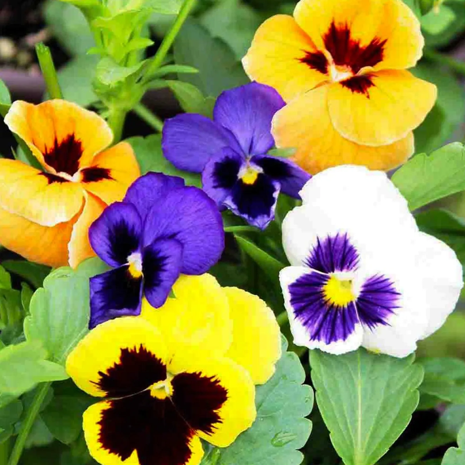 Super Swiss Giants Florist Mix Pansy