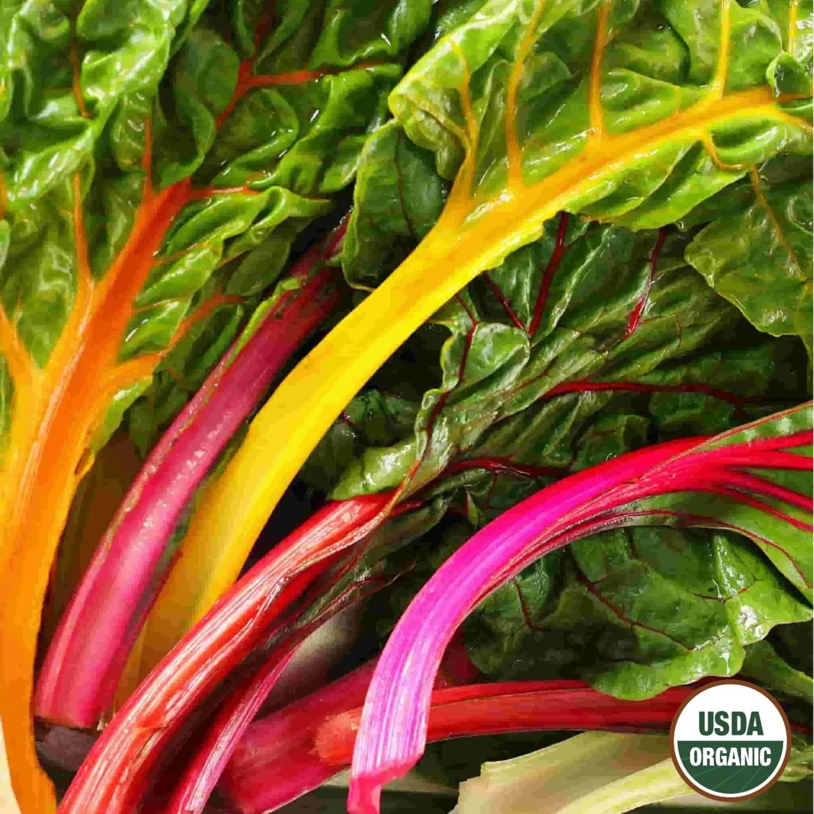 Swiss, Mixed Colors Chard