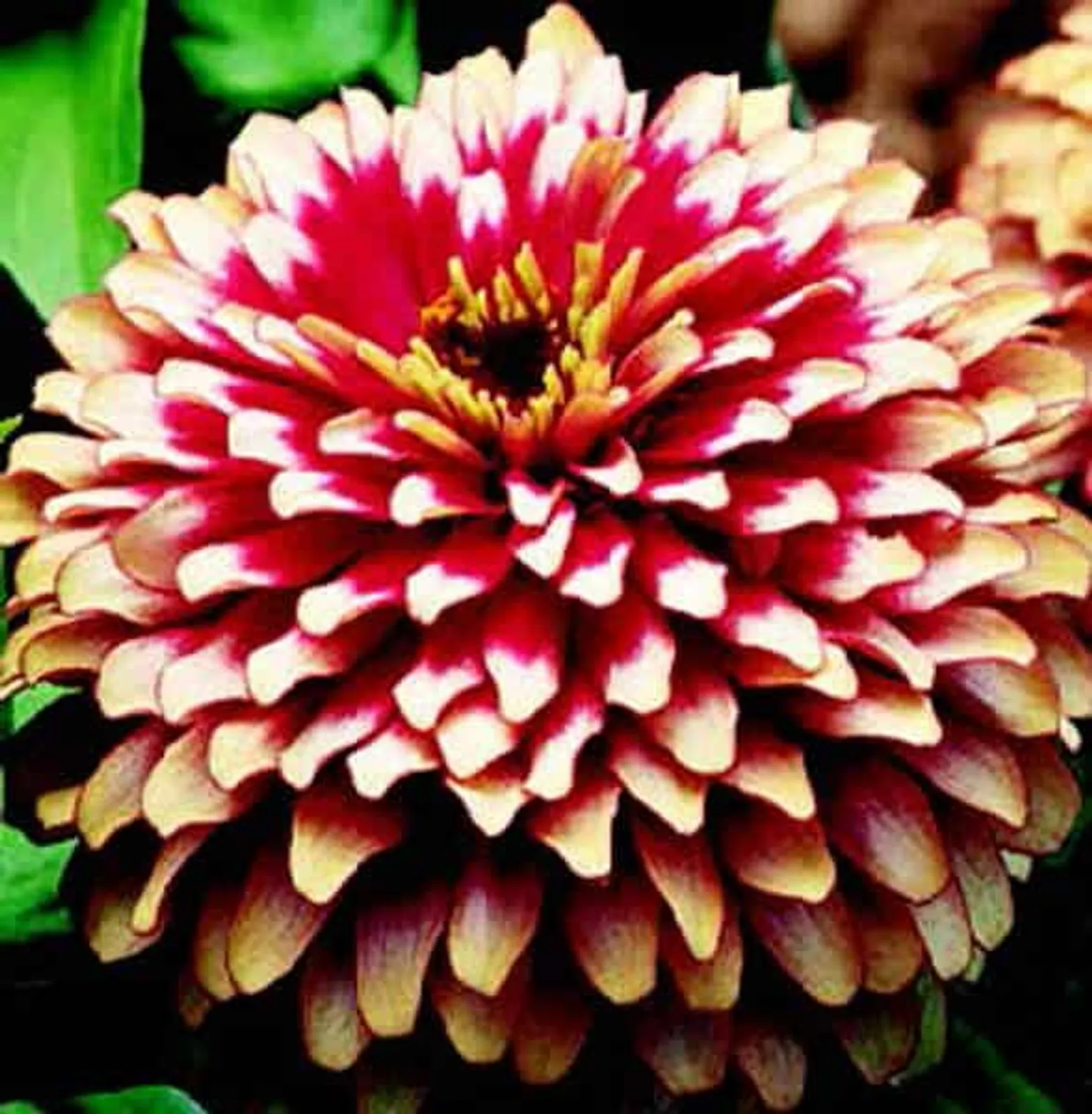 Swizzle Series Cherry & Ivory Zinnia