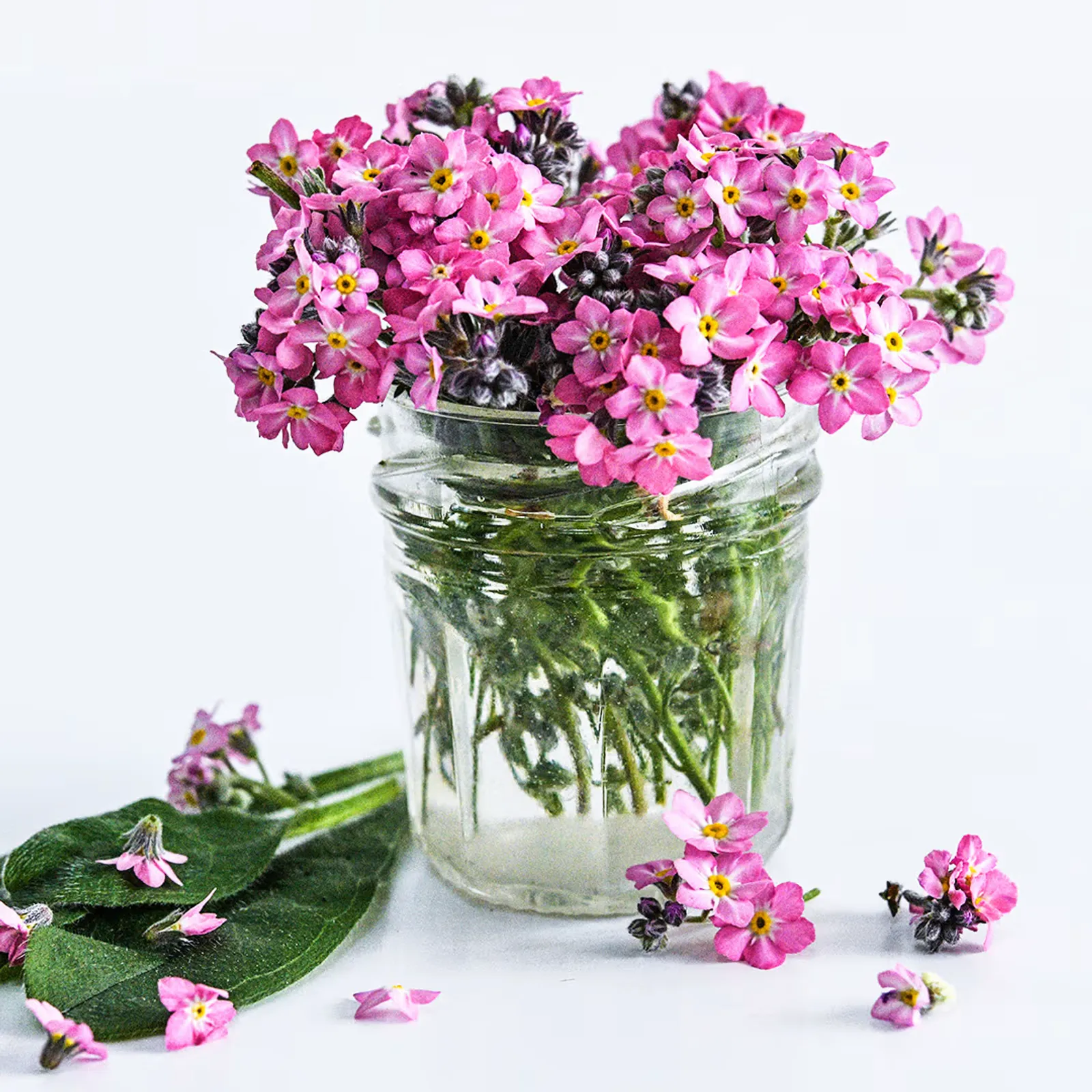 Sylva Rosylva Forget-Me-Not