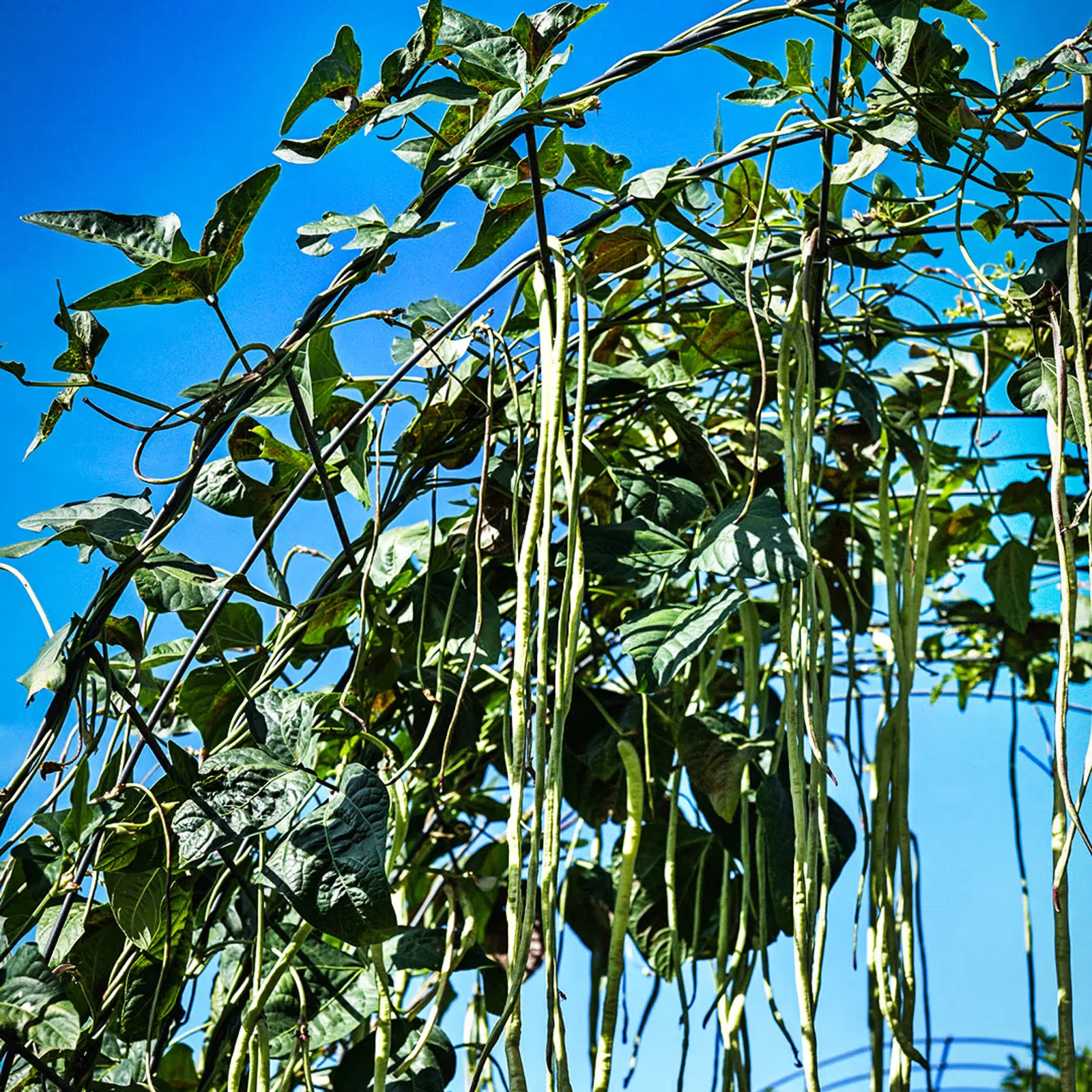 Taiwan Yard-Long Beans