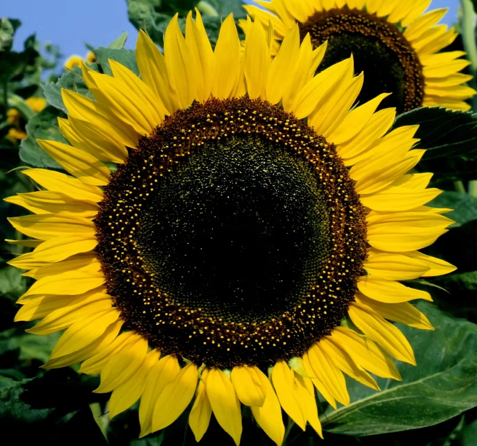Taiyo Sunflower
