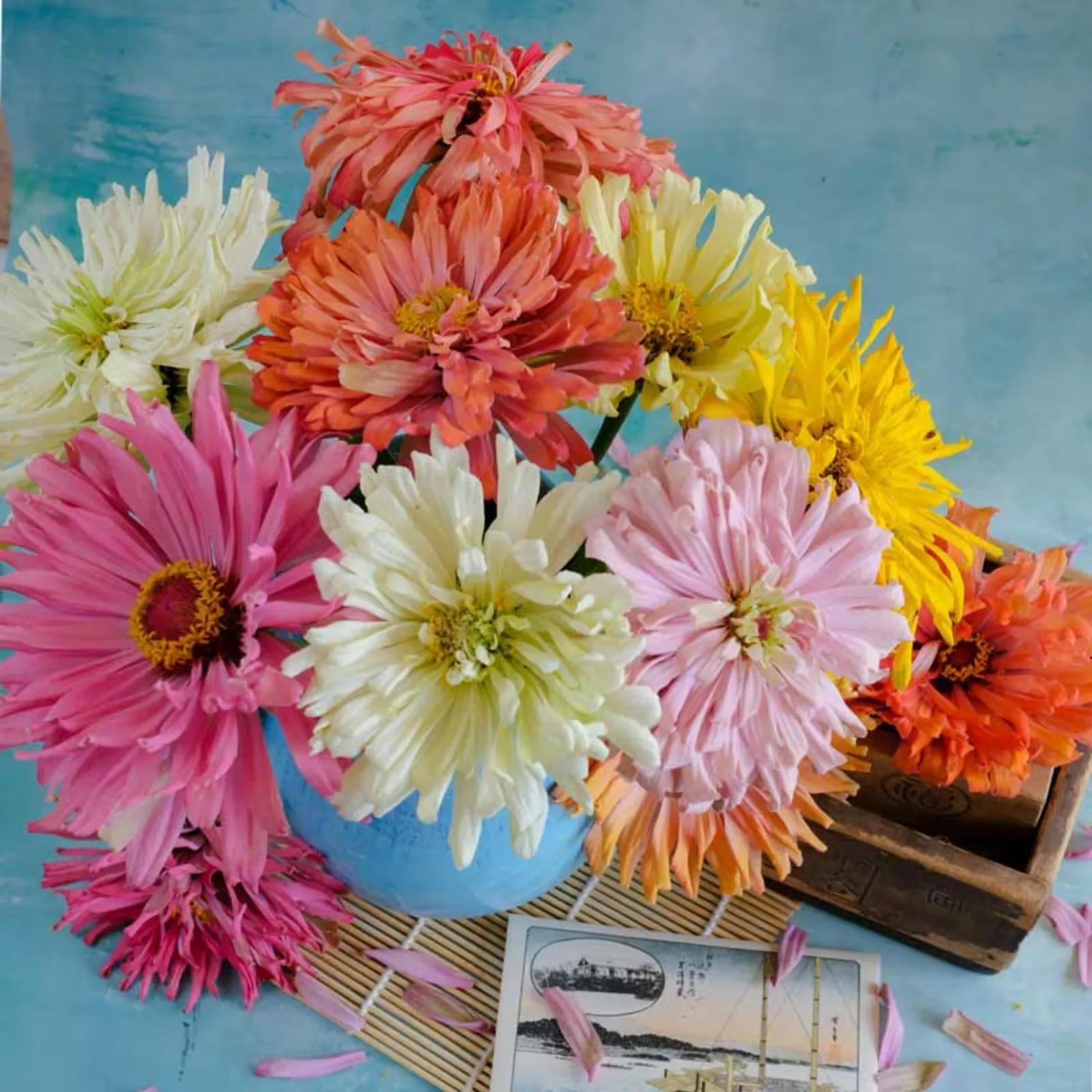 Takii's Choice Mix Zinnia