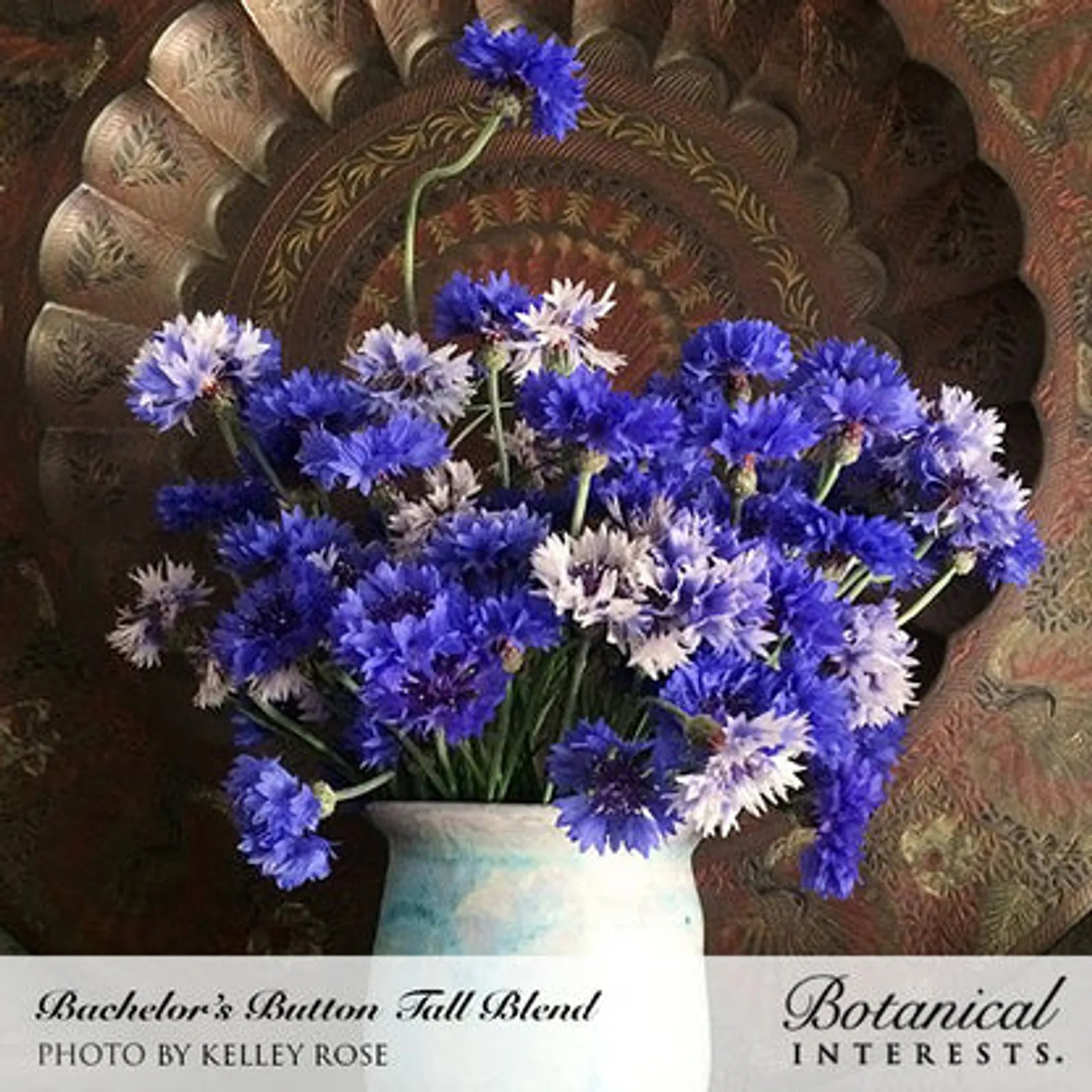 Tall Blend Bachelor's Button Cornflower