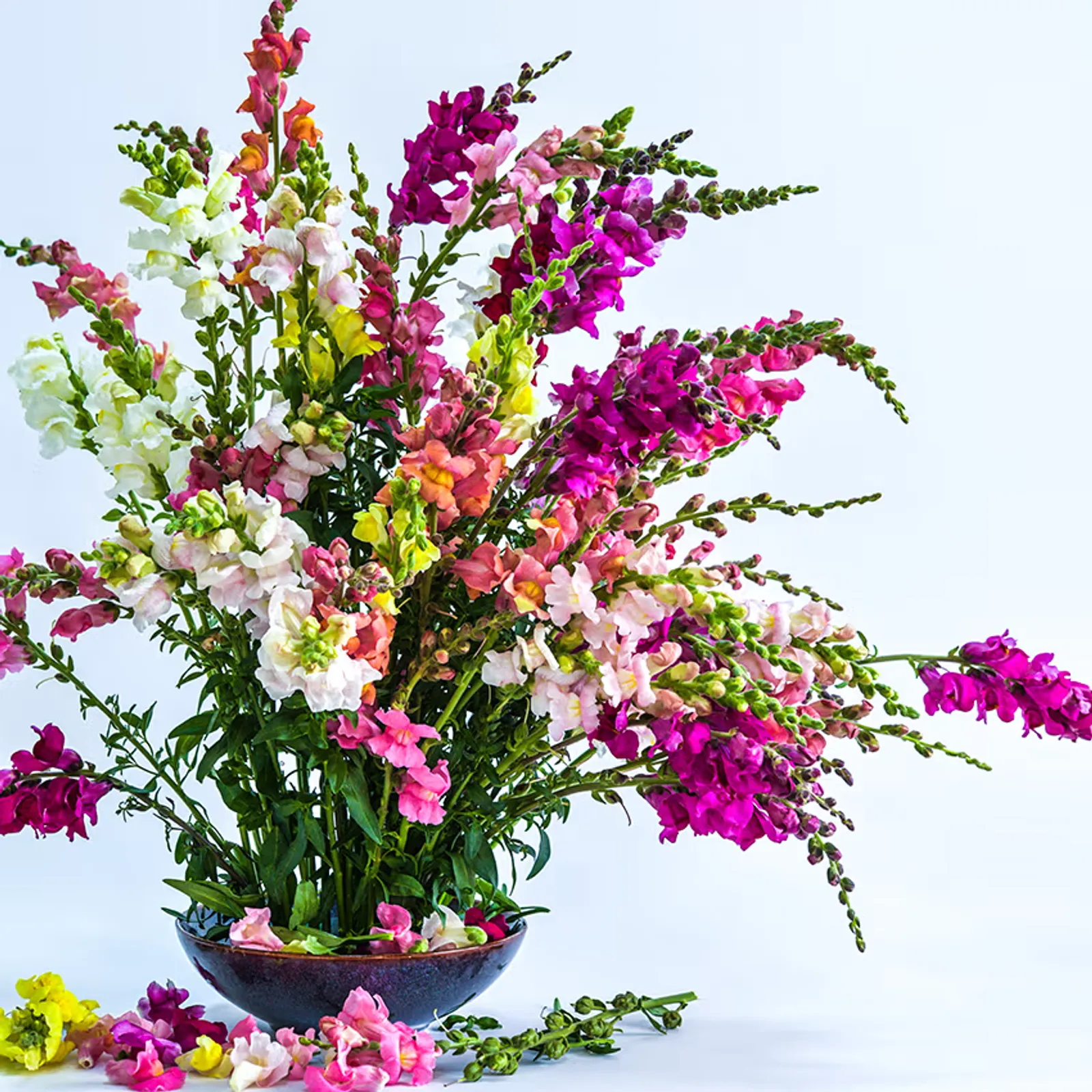 Tall Deluxe Snapdragon