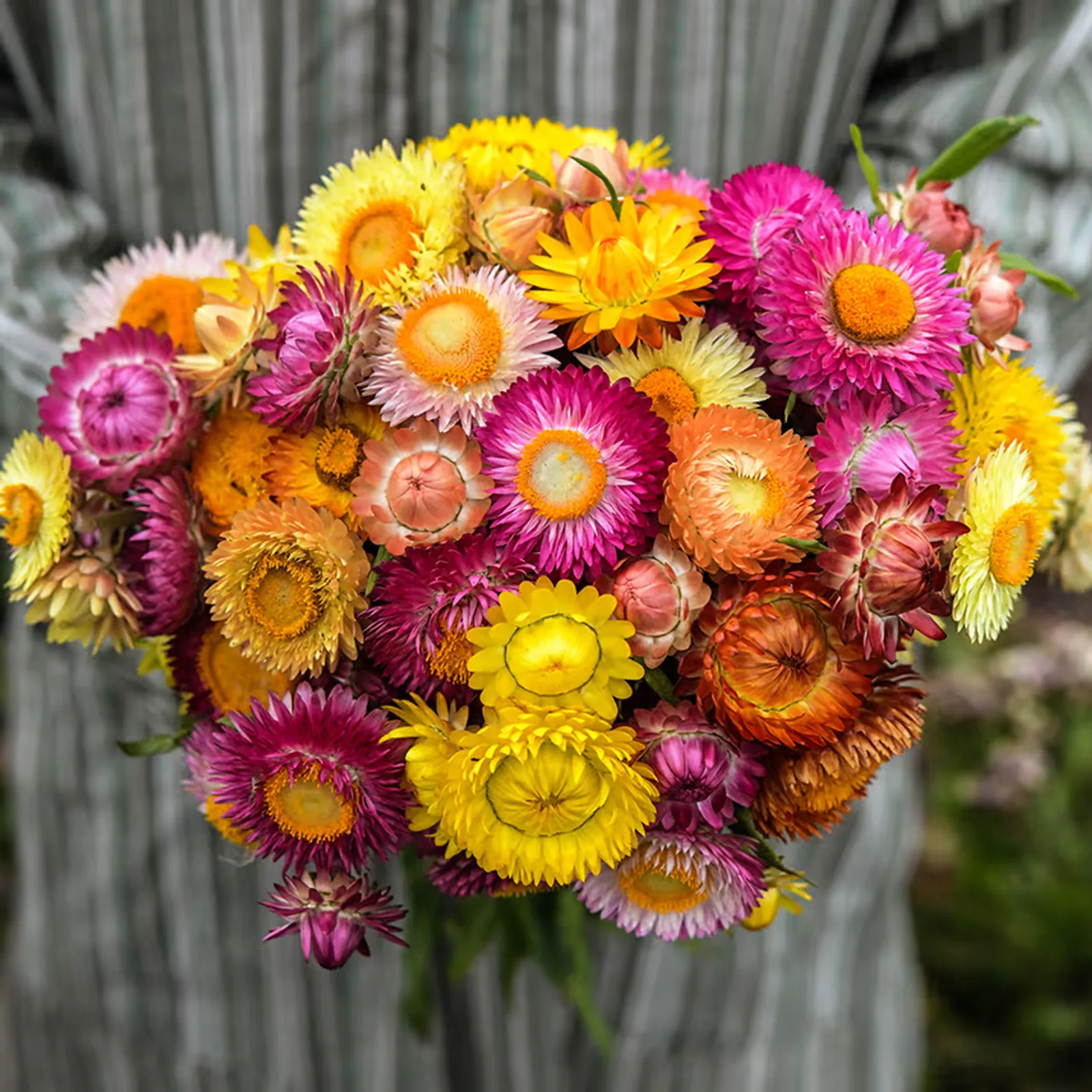 Tall Double Mix Strawflower