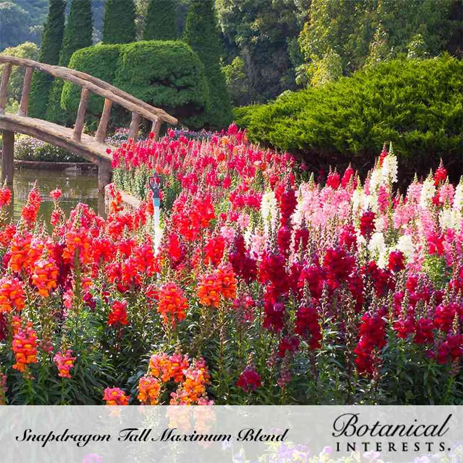 Tall Maximum Blend Snapdragon